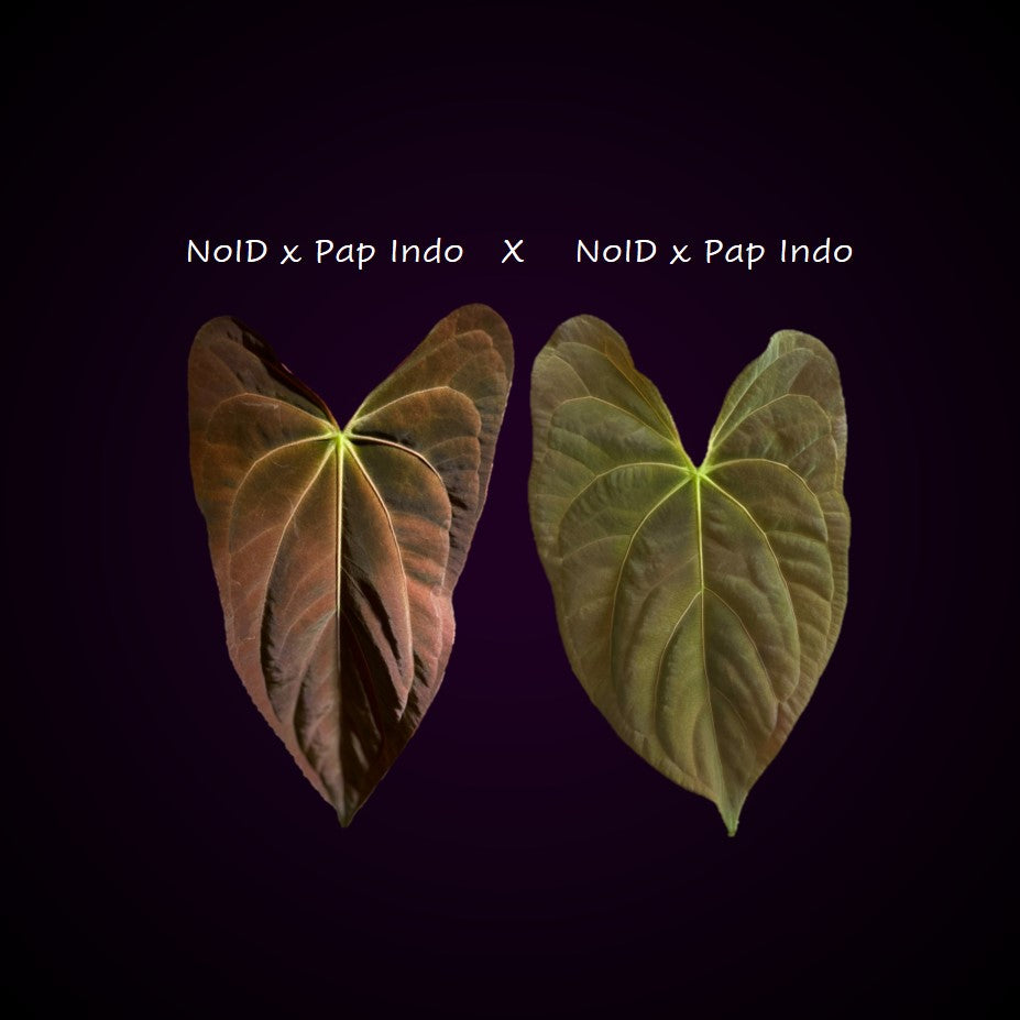 Anthurium (NoID x Papi Indo #2) x  (NoID x Papi Indo #1)