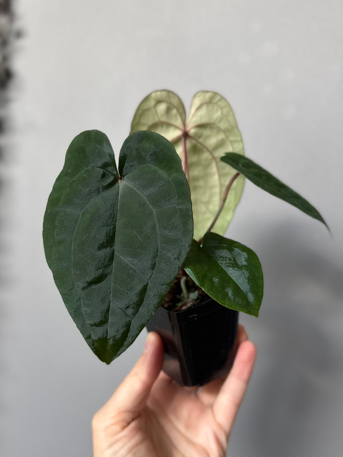 Anthurium (AOS x forgetii) x RVDP