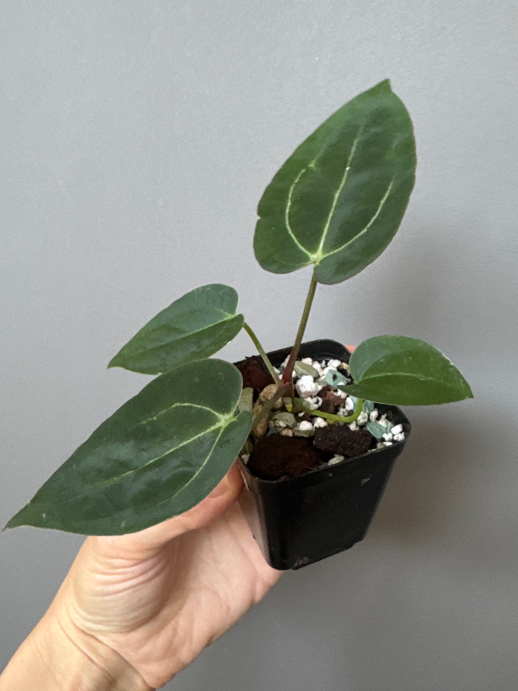 Anthurium (AOS x forgetii) x (NSE Red Crystallinum x Carlablackiae)