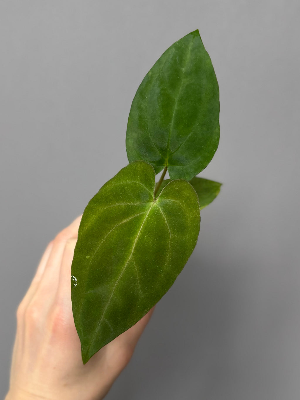 Anthurium PapillilaminumX