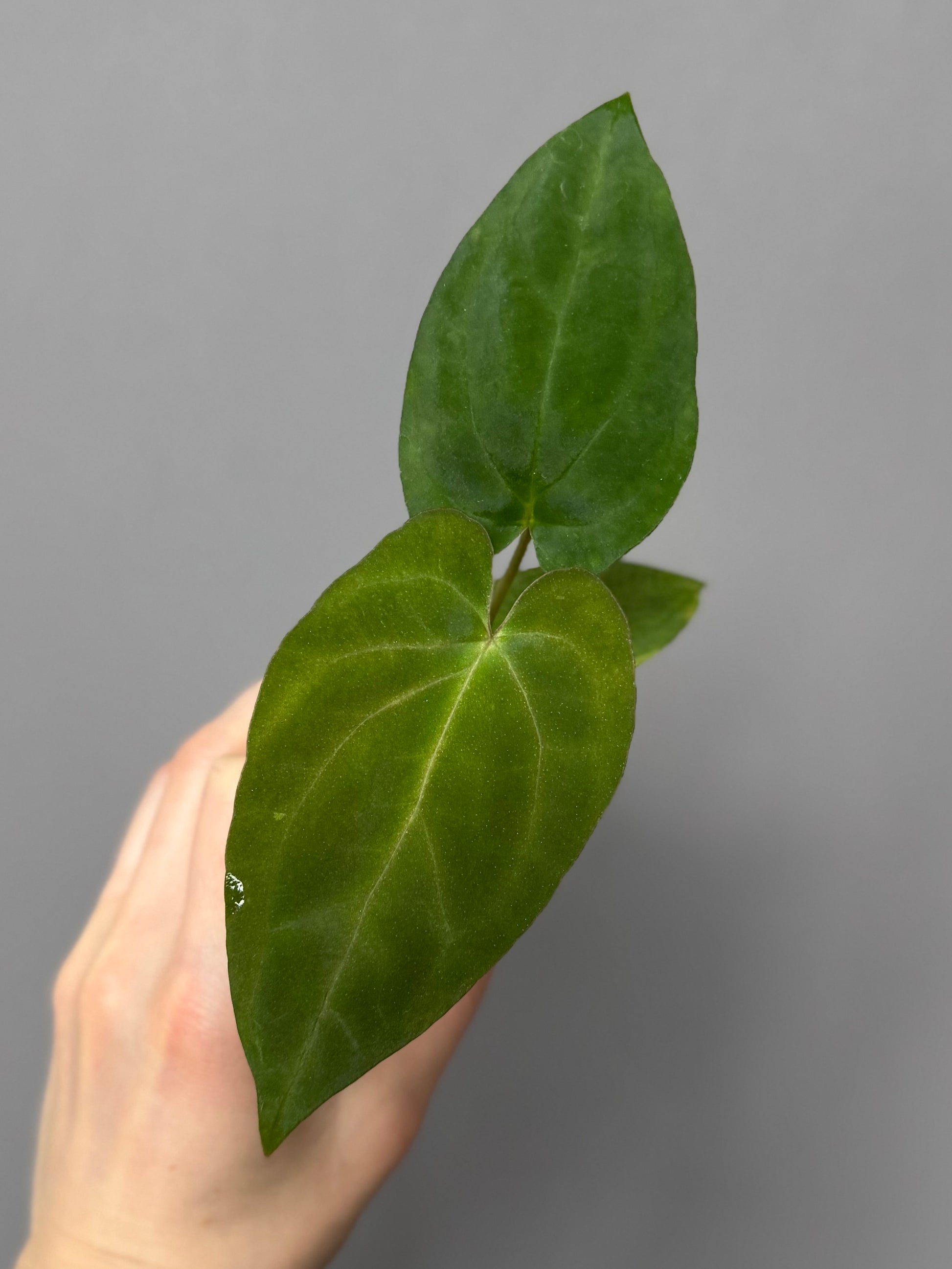 Anthurium PapillilaminumX