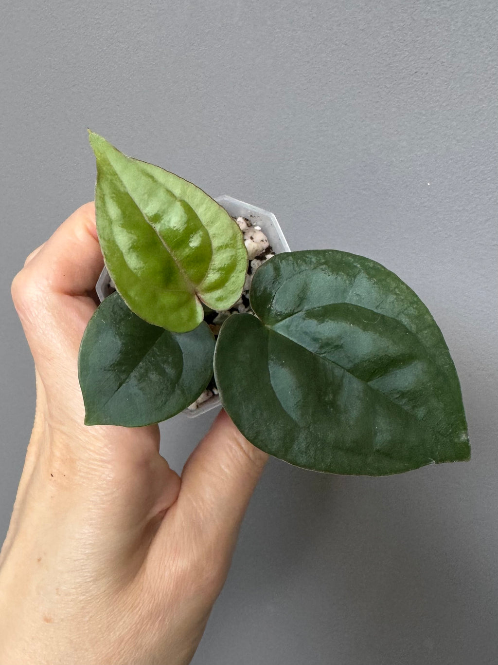Anthurium ZxM x luxurians