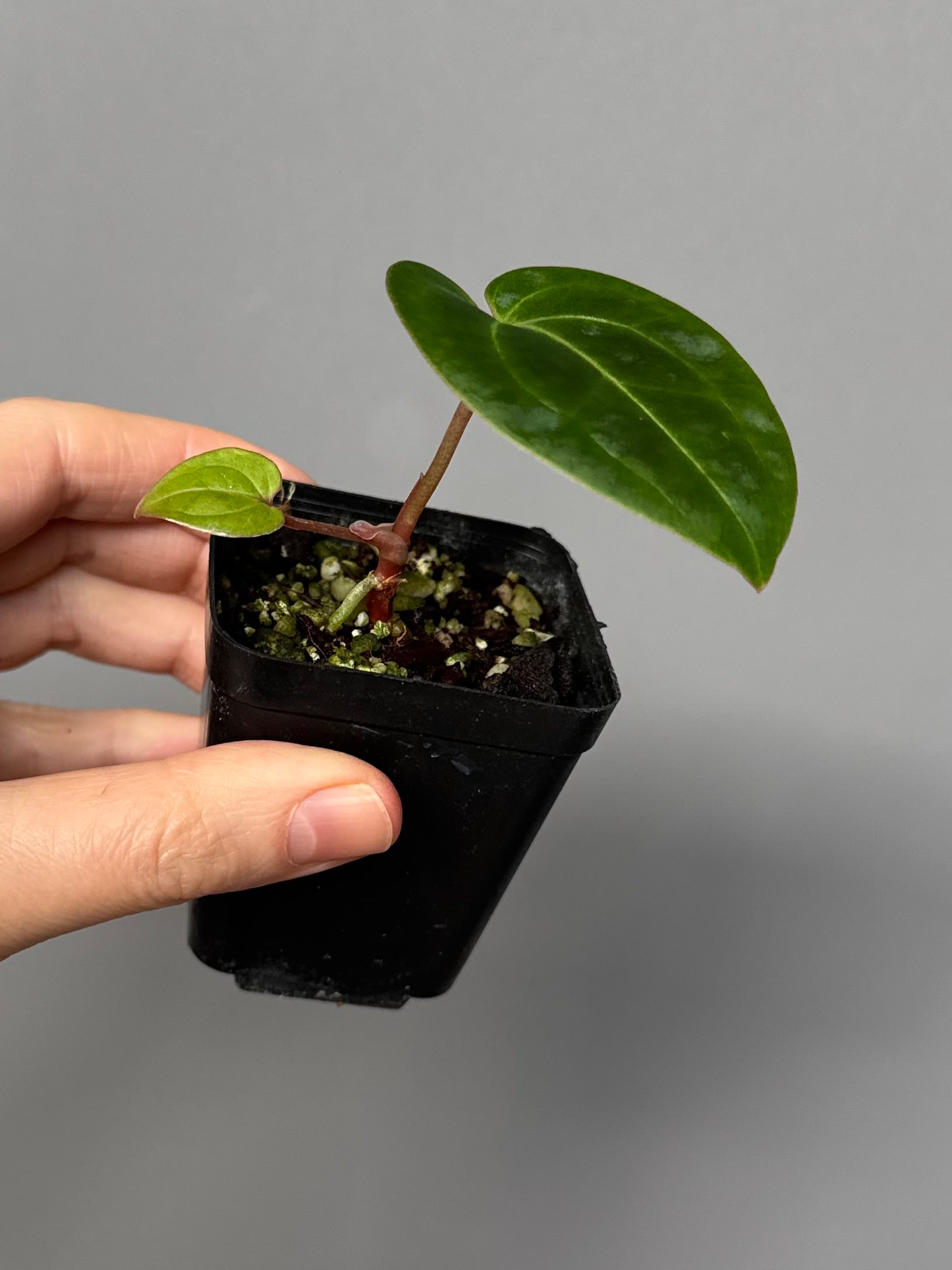 Anthurium Besseae aff.