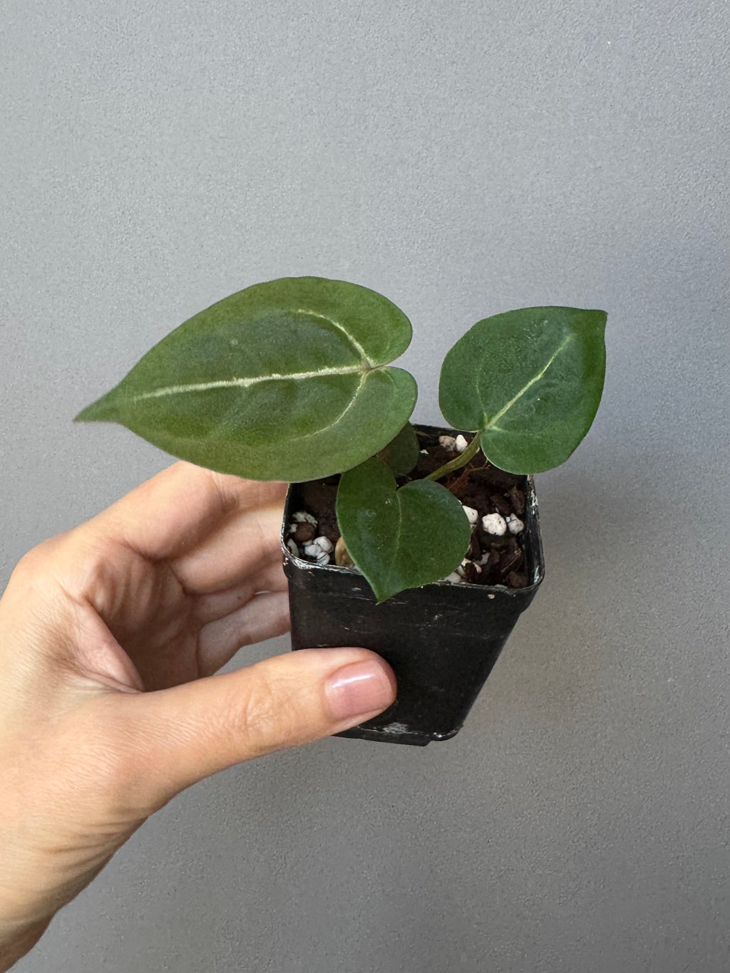 Anthurium (ZxM) x (NSE Red Crystallinum x Carlablackiae)