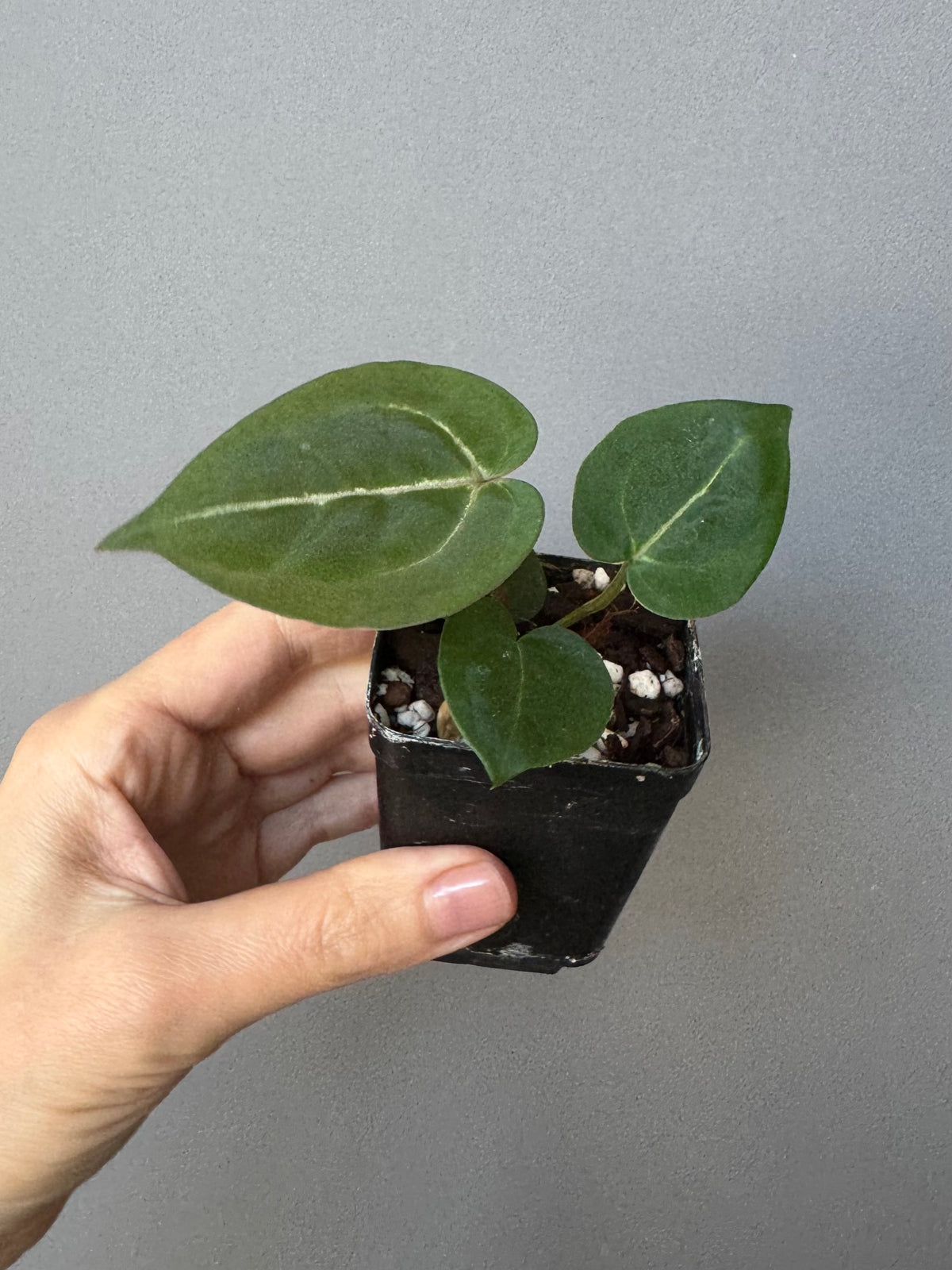Anthurium (ZxM) x (NSE Red Crystallinum x Carlablackiae)