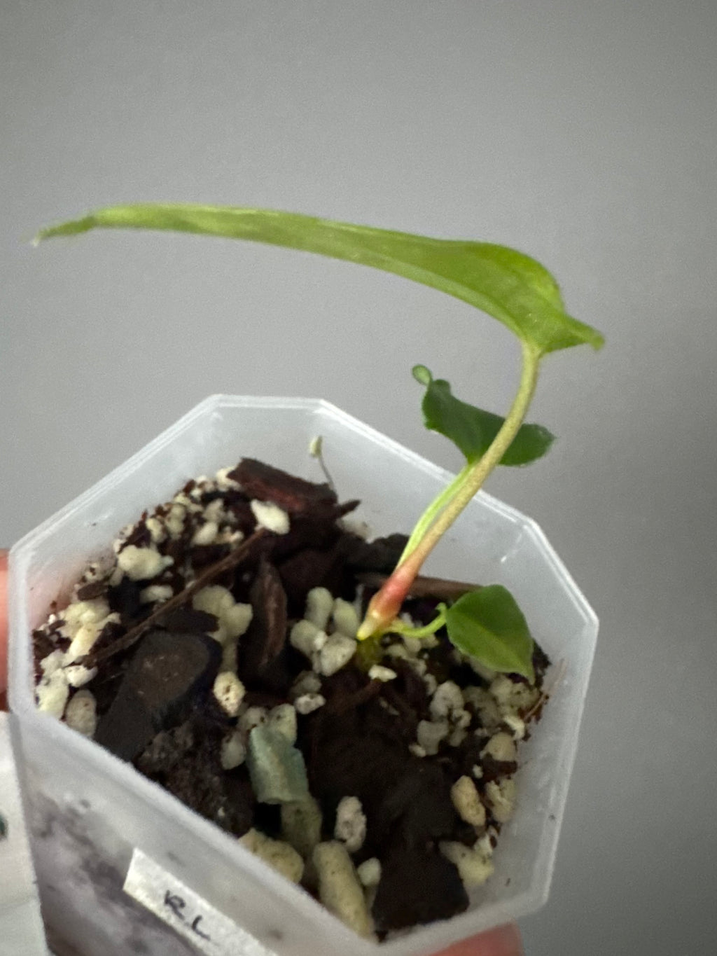 Anthurium papillilaminum Ralph Lynam xself (Dwane)