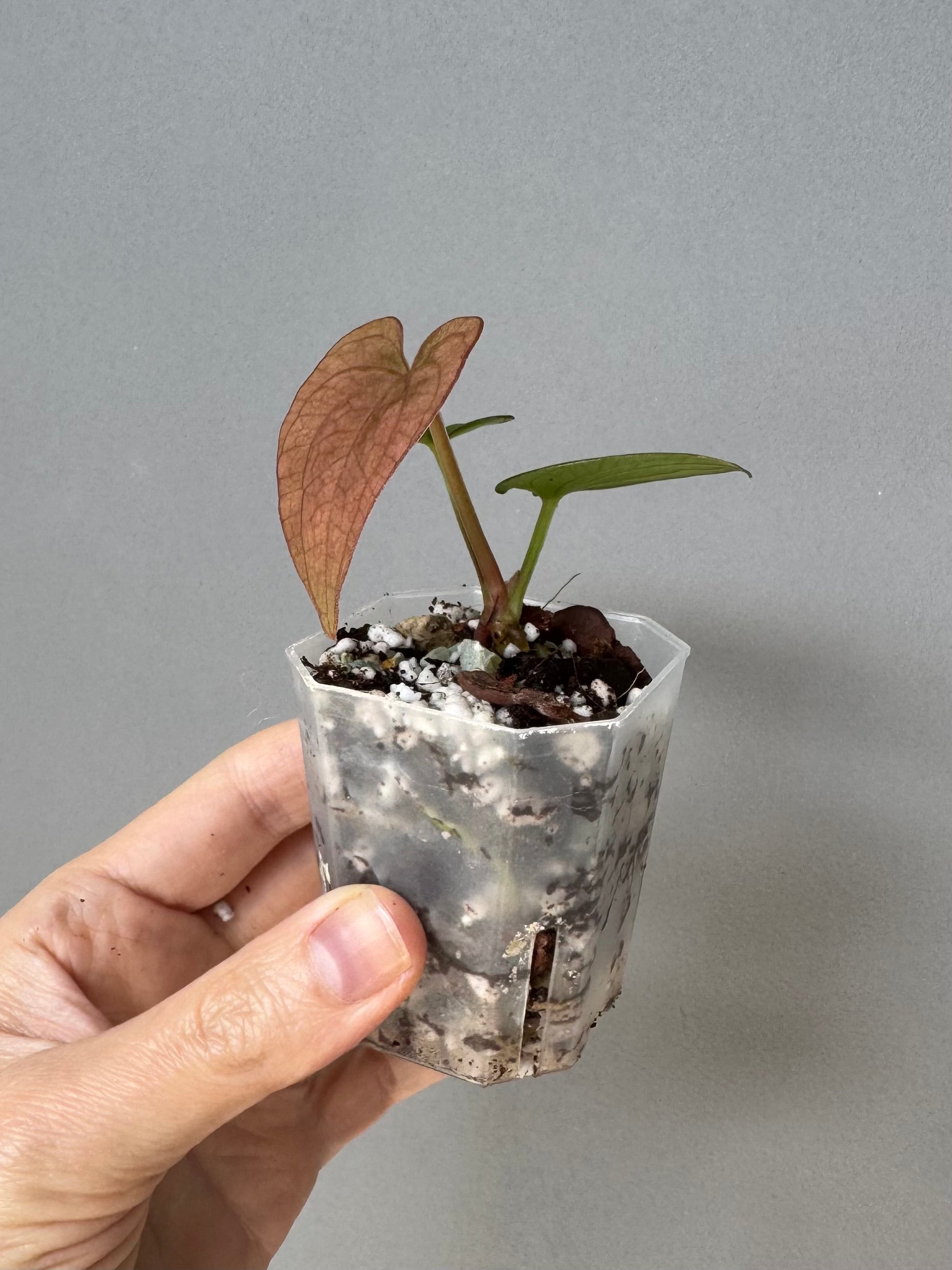 Anthurium Dressleri RG F2 x black (Grant)