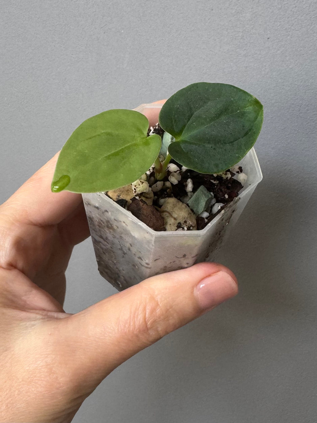 Anthurium BVEP round x RA1 ,P1’ x (Carlablackiae x BVEP) by greenyfeathers