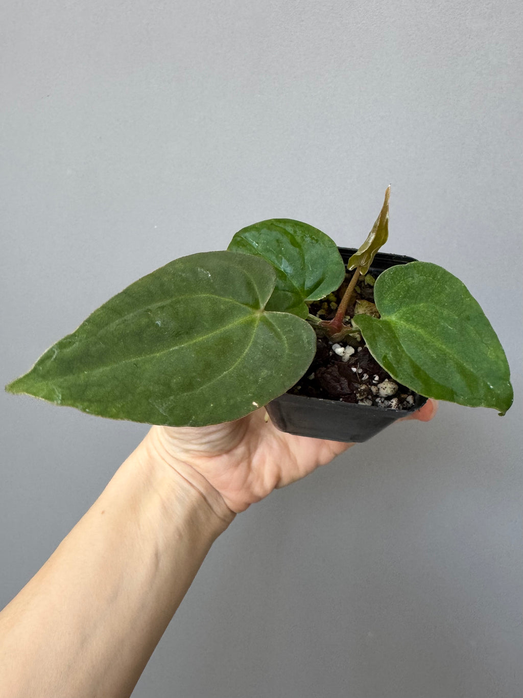 Anthurium Tezula AOS df x BVEP neon (Sarah/botanophile)