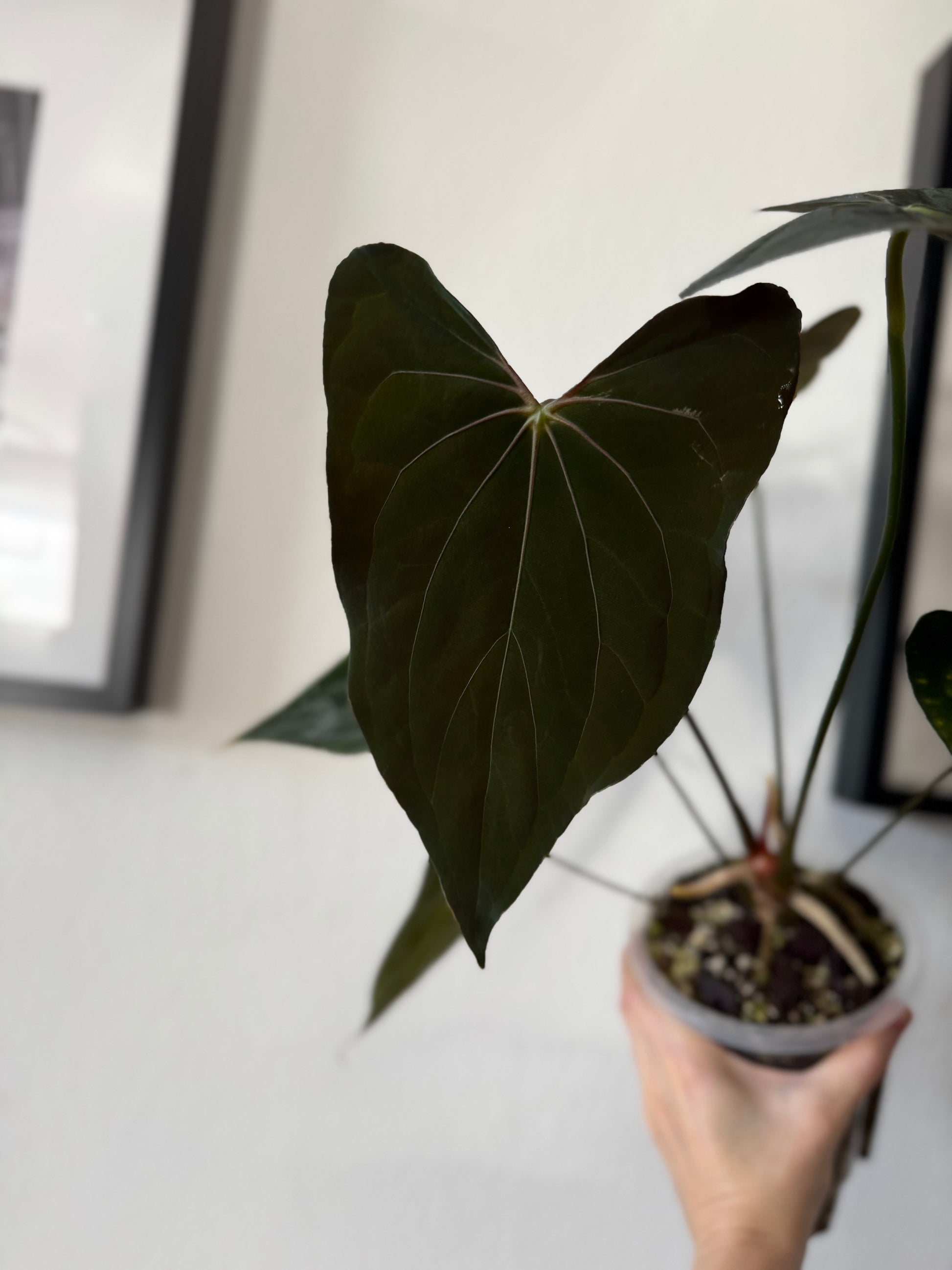 *NEW* Anthurium (AOS x forgetii) x ((RLFS x Carla) x RVDP) - gekeimte Seeds