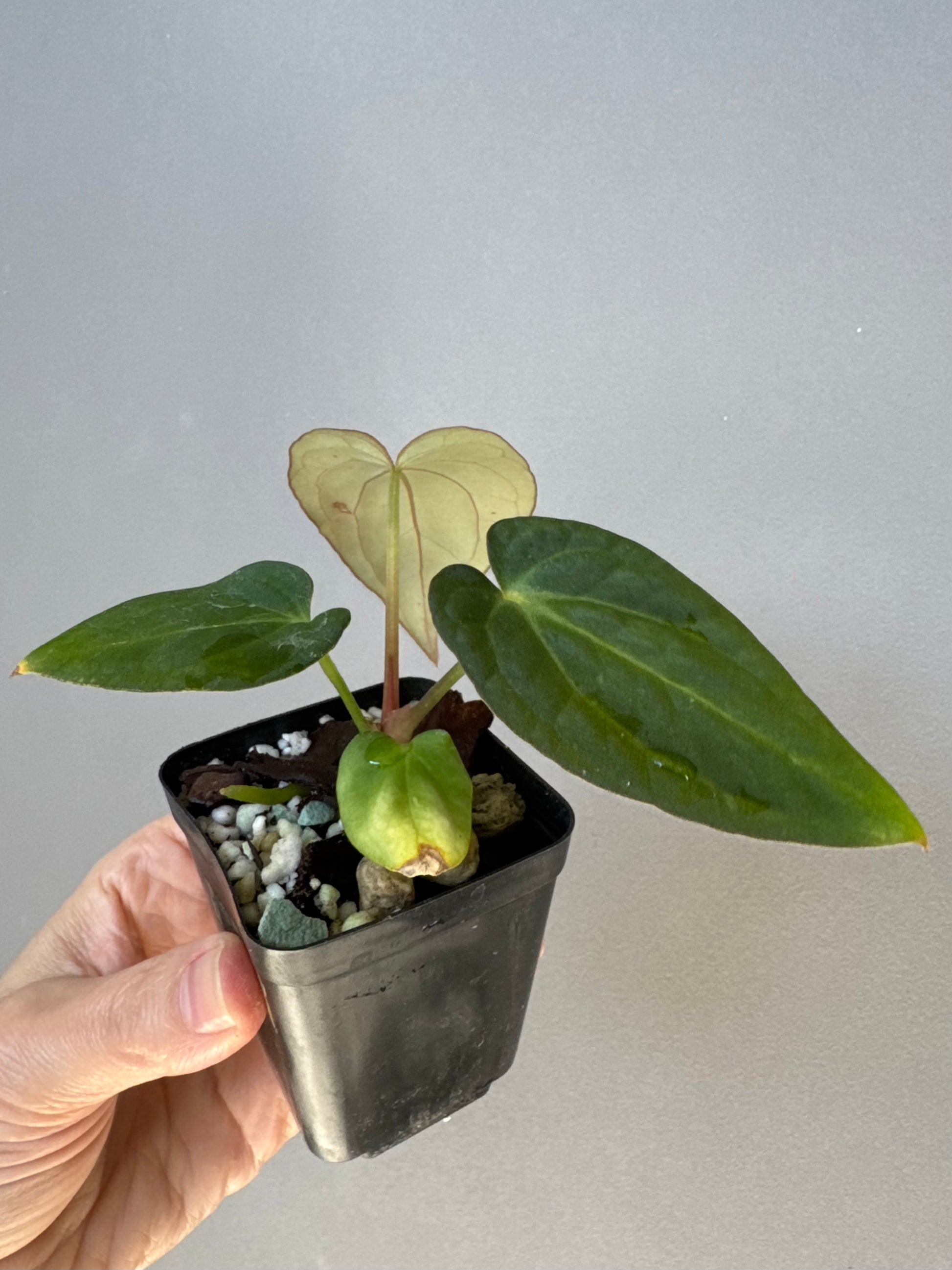 Anthurium ((RG Dressleri x Carlablackiae)xBVEP) X Carlablackiae C1