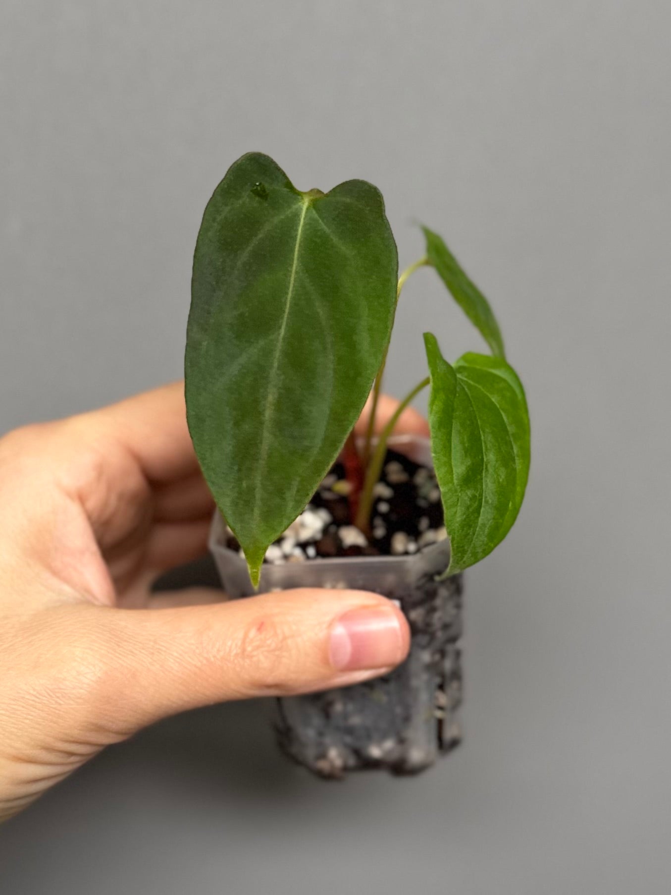 Anthurium papillilaminum 'Fort Sherman' clone
