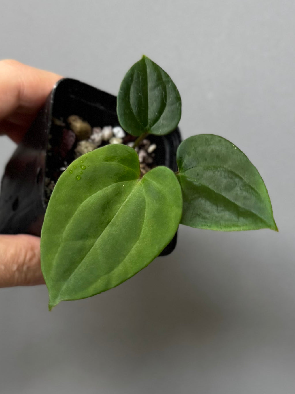 Anthurium Besseae aff. x RVDP