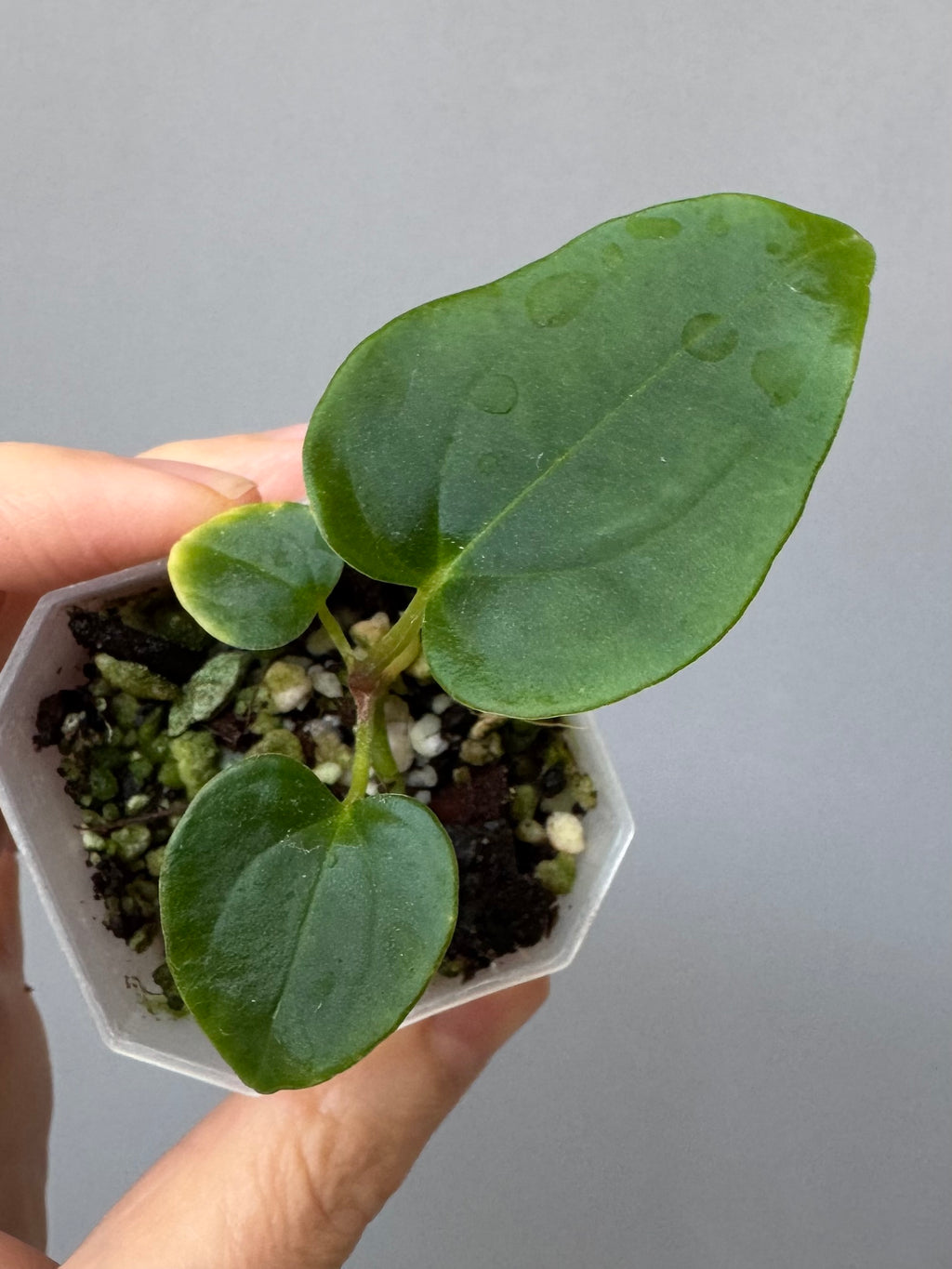 Anthurium carlablackiae Max2 (=select Wu1 xself) x debilis (maxaroids)