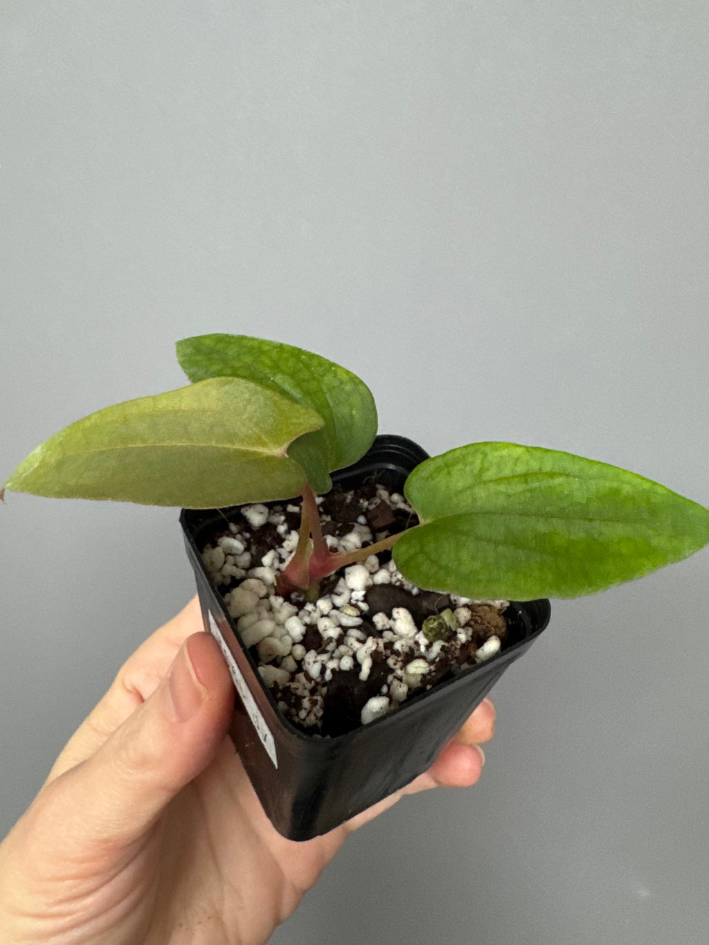 Anthurium papillilaminum Fort Sherman x Ralph Lynam (Jay Vannini clone)