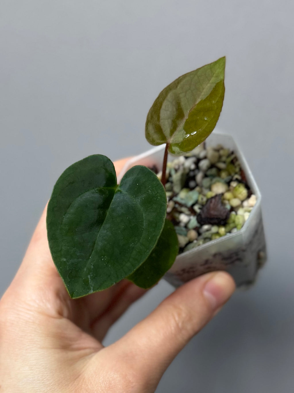 Anthurium AOS df Tezula x Carlablackiae