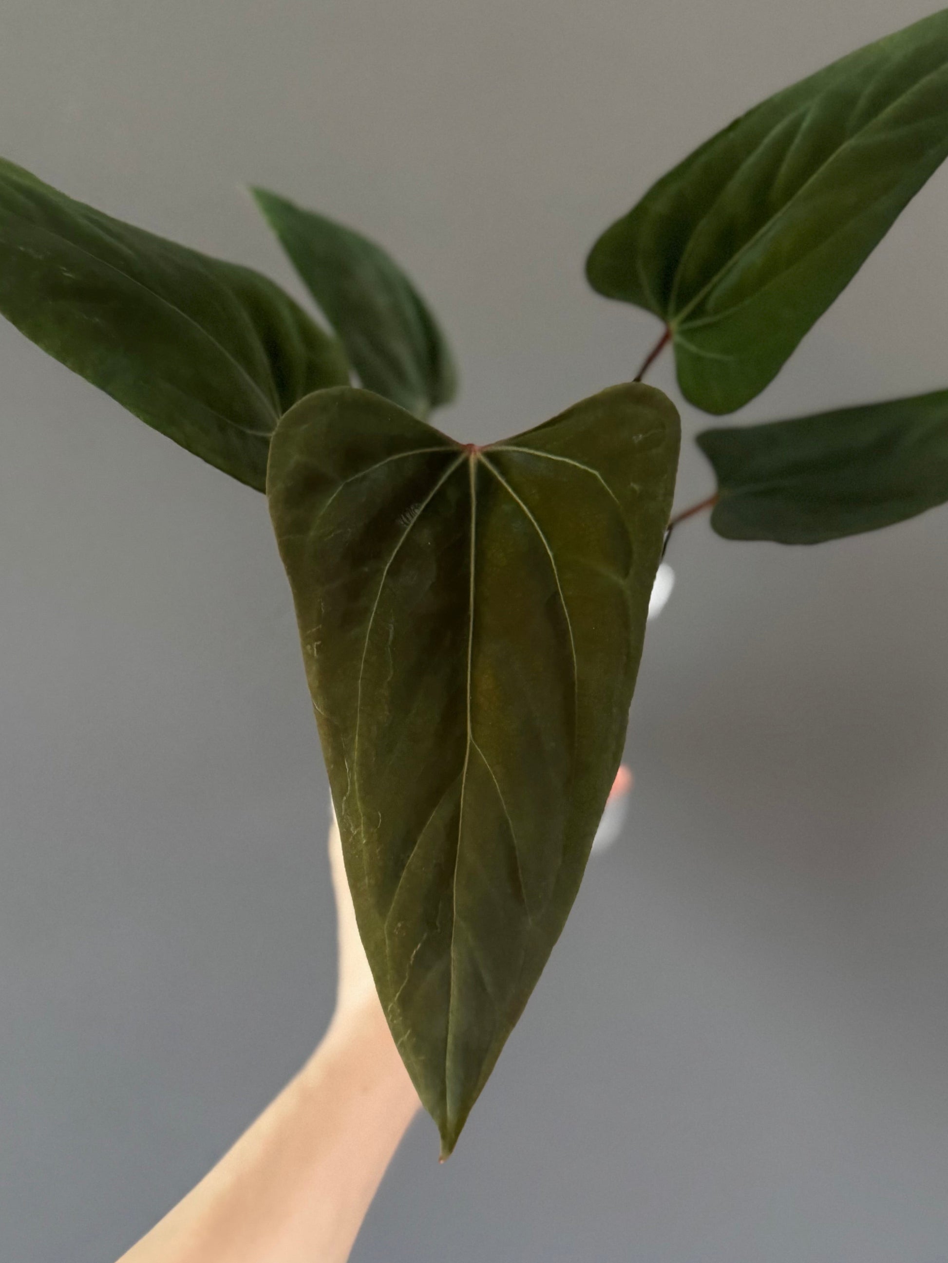 Anthurium portillae ‚Dorito‘ Klon Ableger