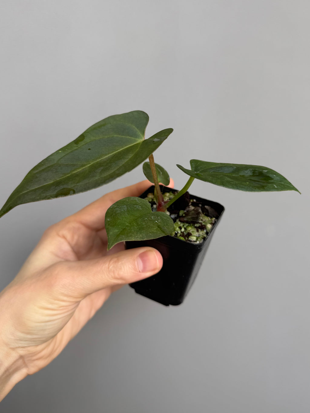 Anthurium papillilaminum x Darkest Panama (#3)