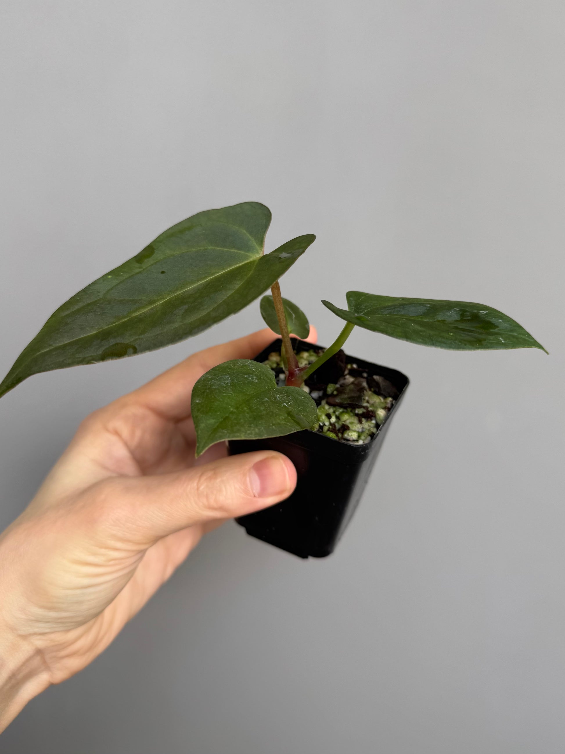 Anthurium papillilaminum x Darkest Panama (#3)