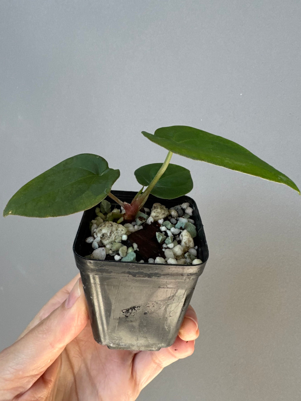 Anthurium (Crystallinum chocolate x BVEP) x BVEP OG1