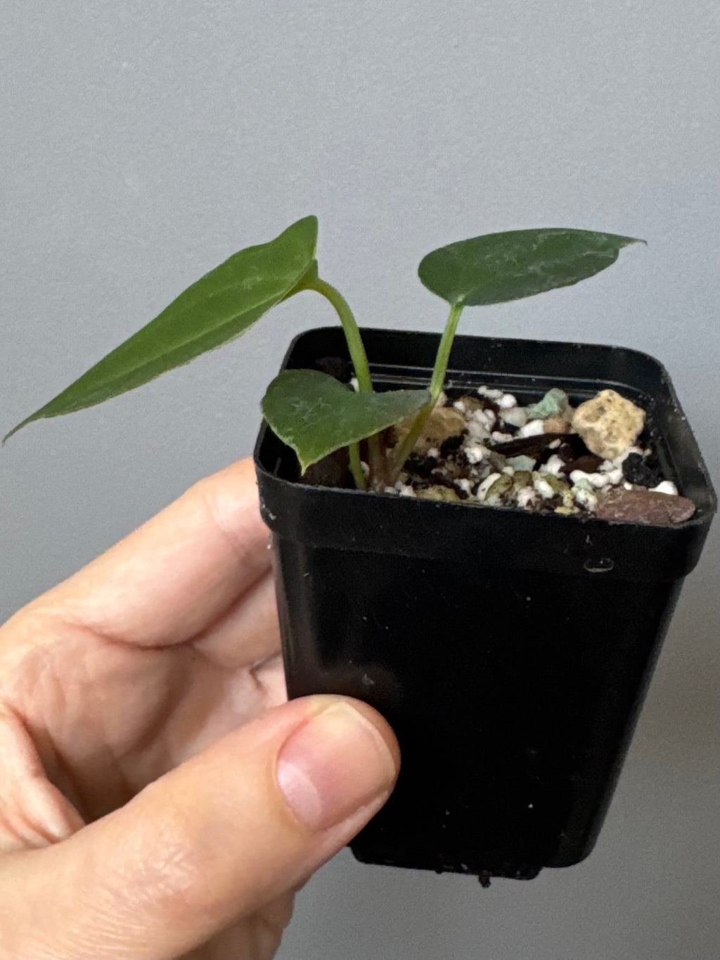 Anthurium (NoID x Papi Indo) x (DH x RVC)