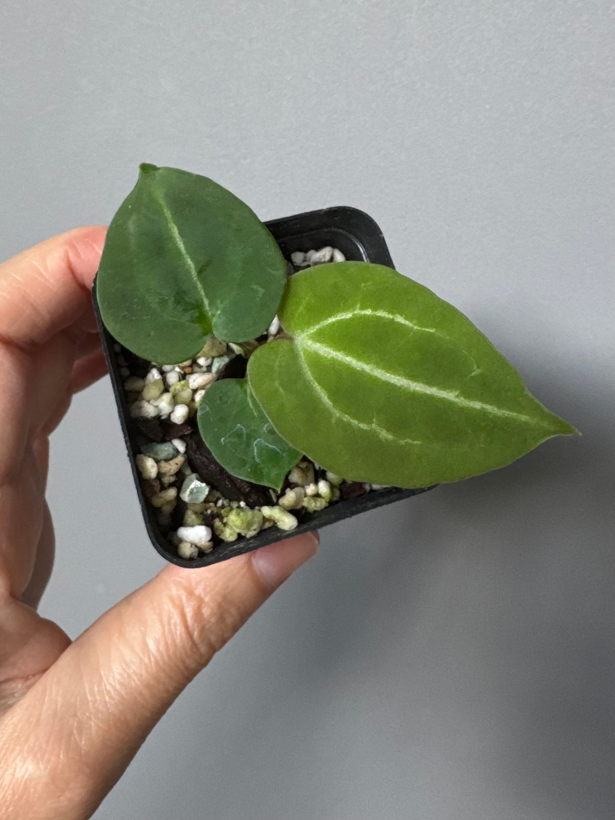 Anthurium Crystallinum x (Crystal Select Color x Michelle)