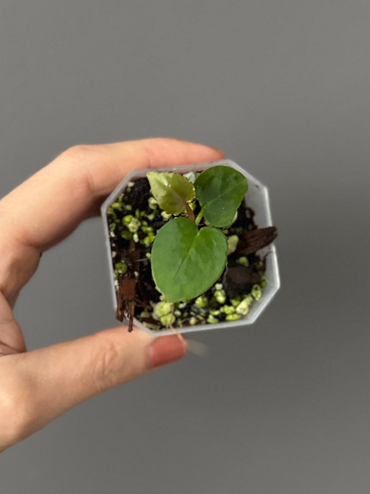 Anthurium Silver Blush x M