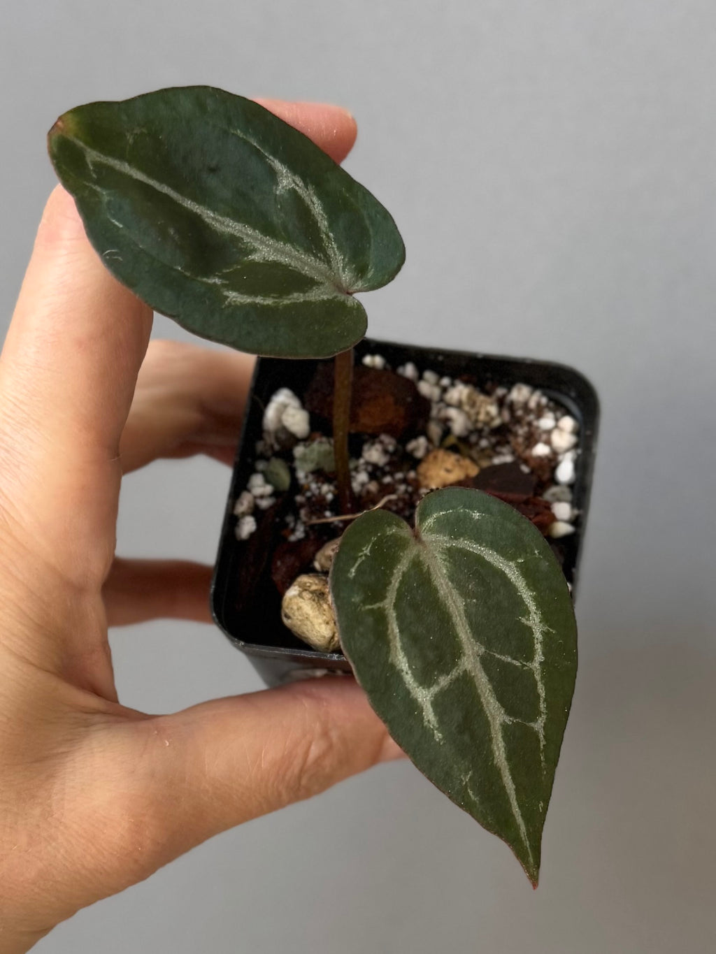 Anthurium Michelle