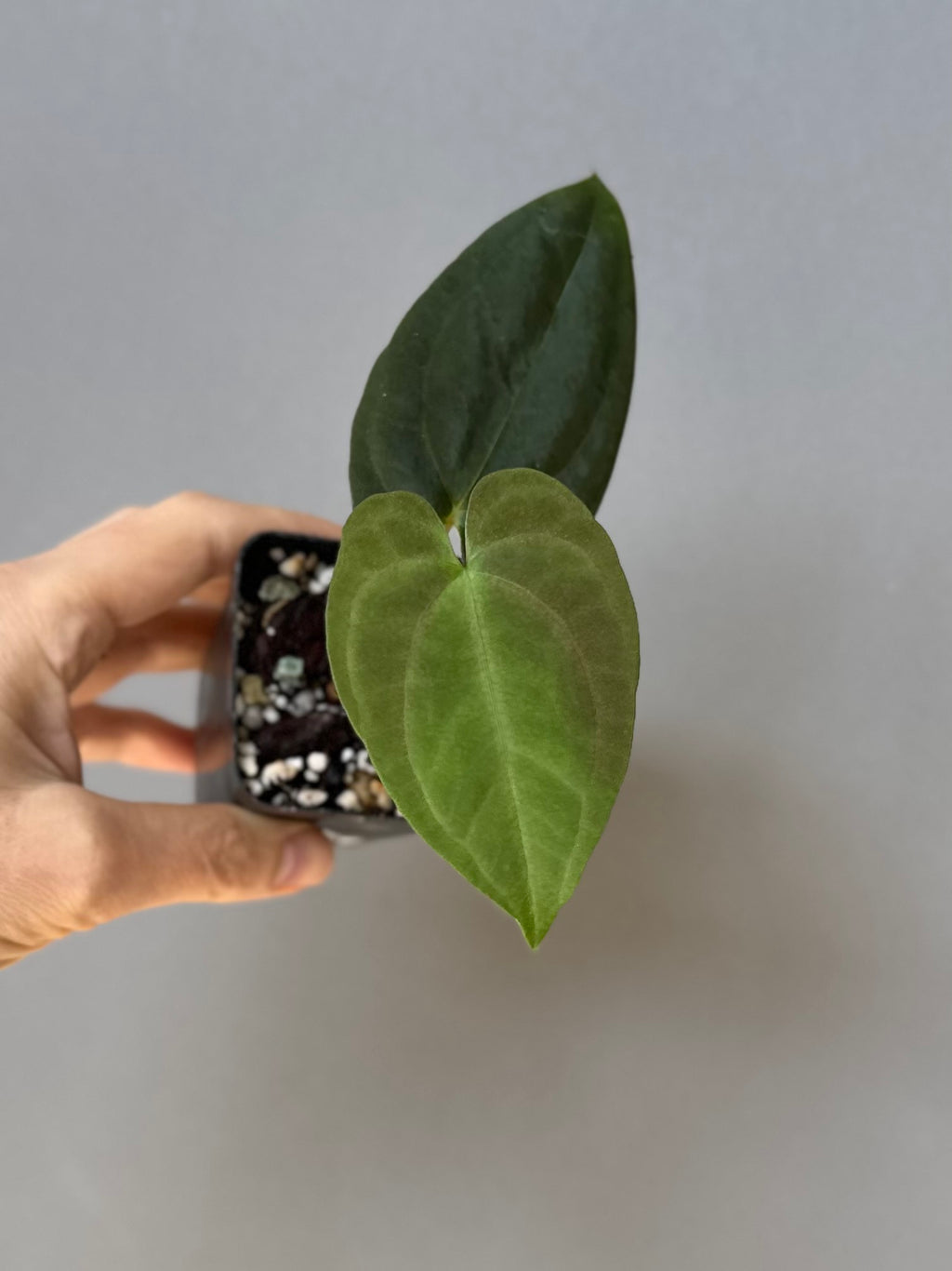 Anthurium Dark Phoenix xself