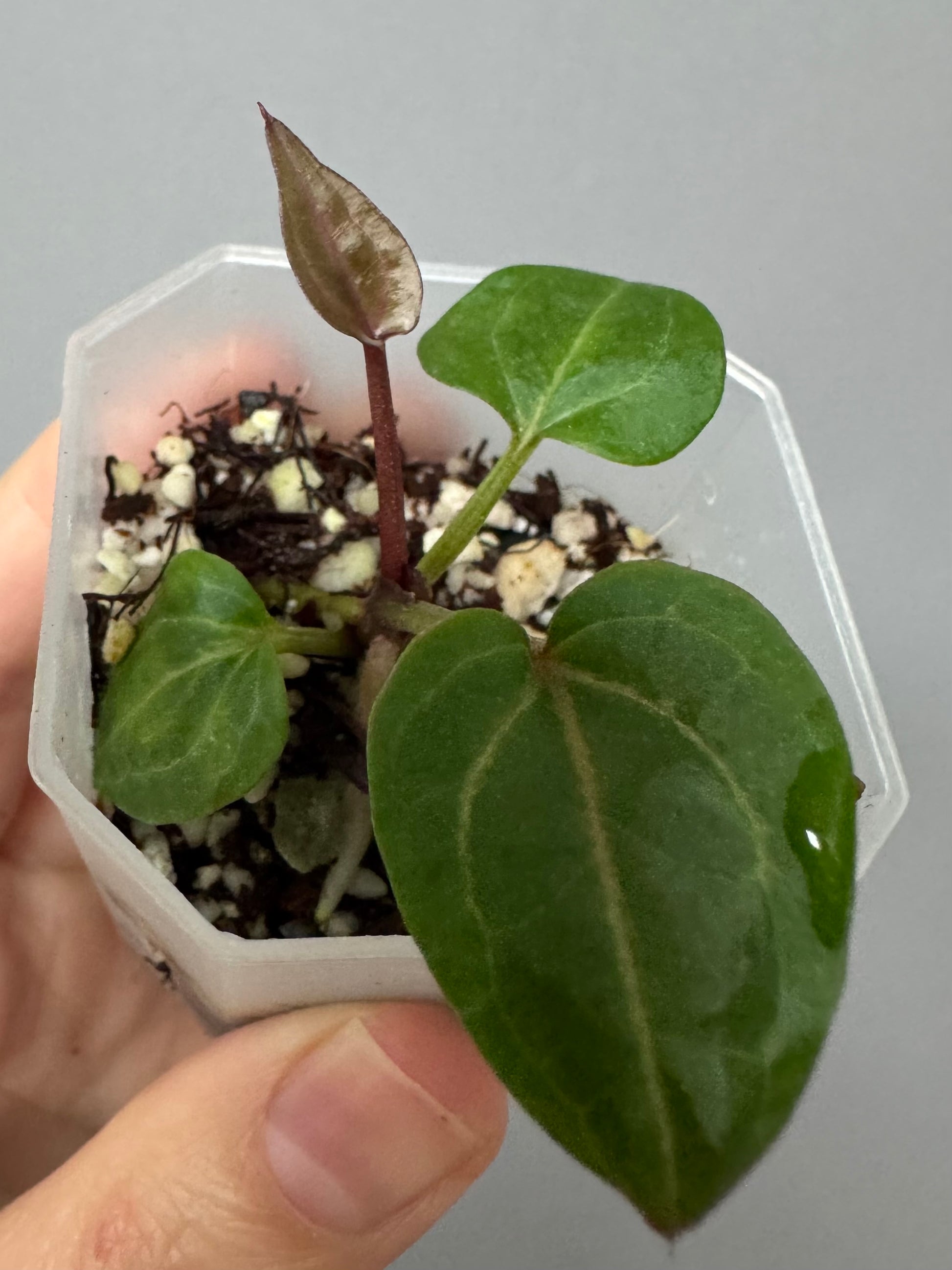 Anthurium Crystallinum Select Color x M