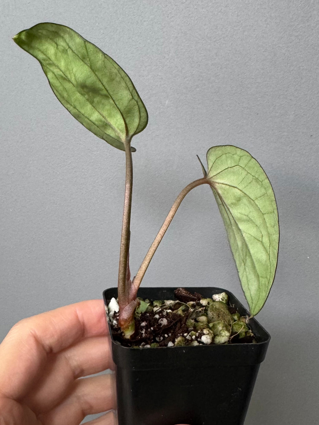 Anthurium Ace of Spades (AOS) dark form (Tezula) Clone (von abelia.plants)