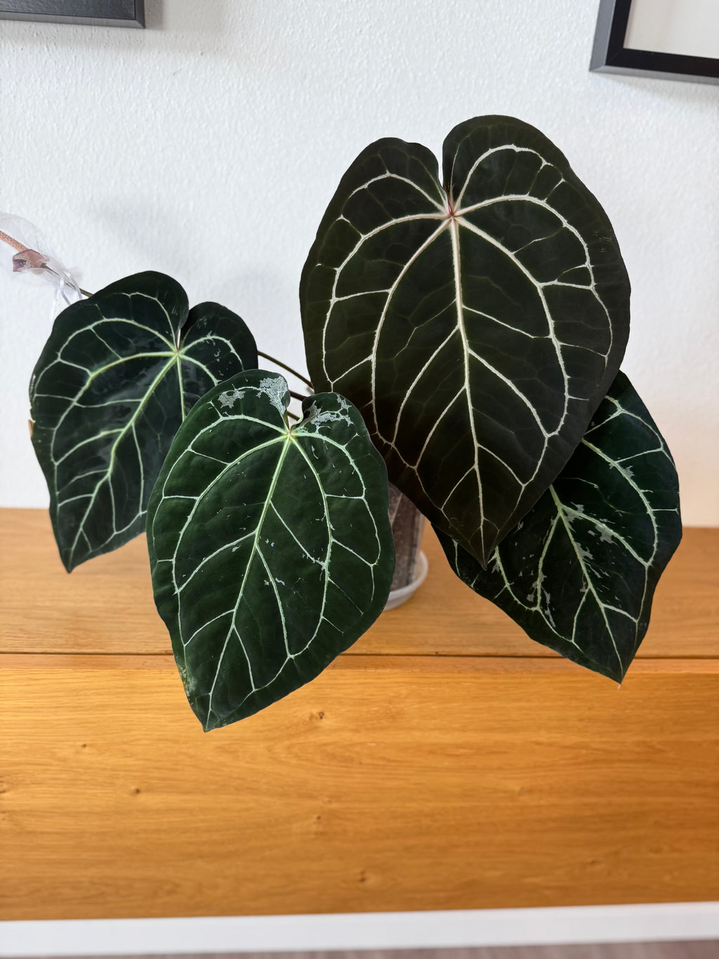 NSE Red Crystallinum x Carlablackiae (Clone)