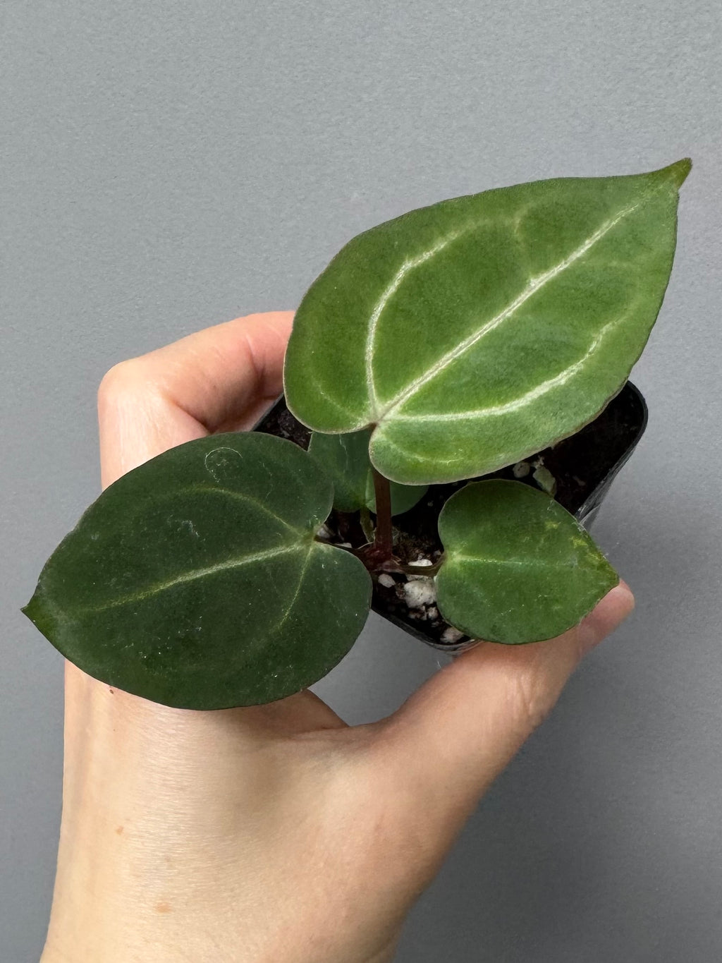 NSE Red Crystallinum x Carlablackiae (blister variegated) Clone/Ableger