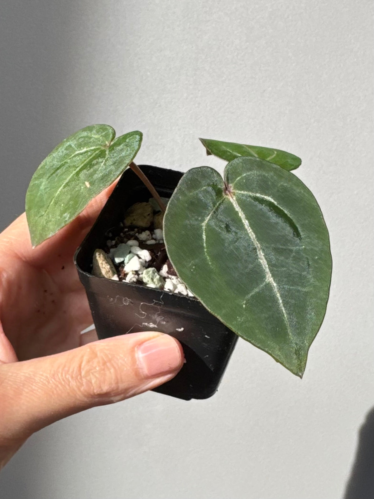 Anthurium Red Crystallinum NSE x Red Crystallinum Tezula