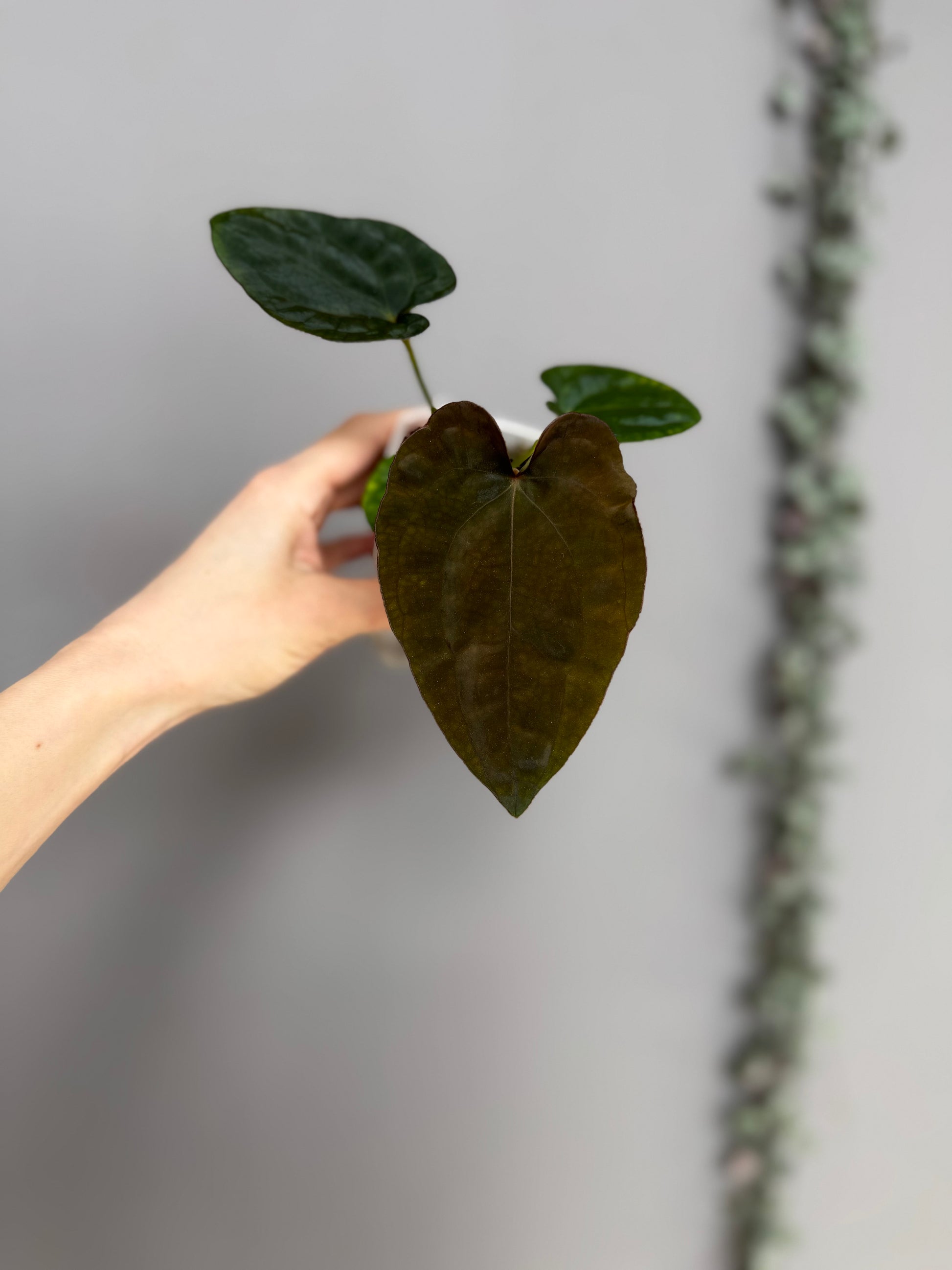Anthurium Dressleri RG F2 x black (Grant)