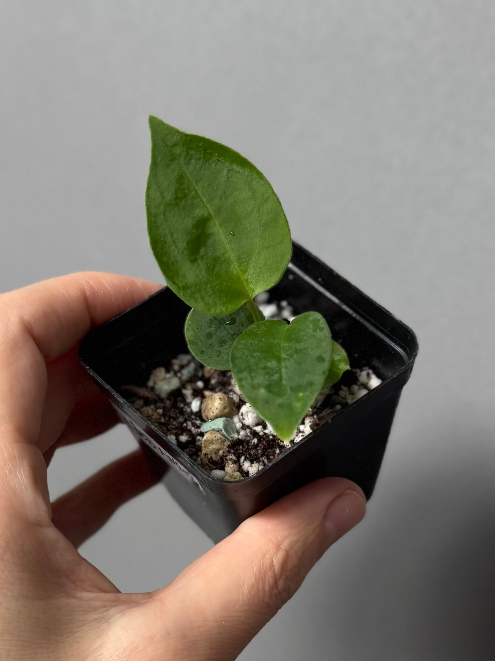 (Papillilaminum Daniel x Besseae aff.) x warocqueanum (seedling 1)