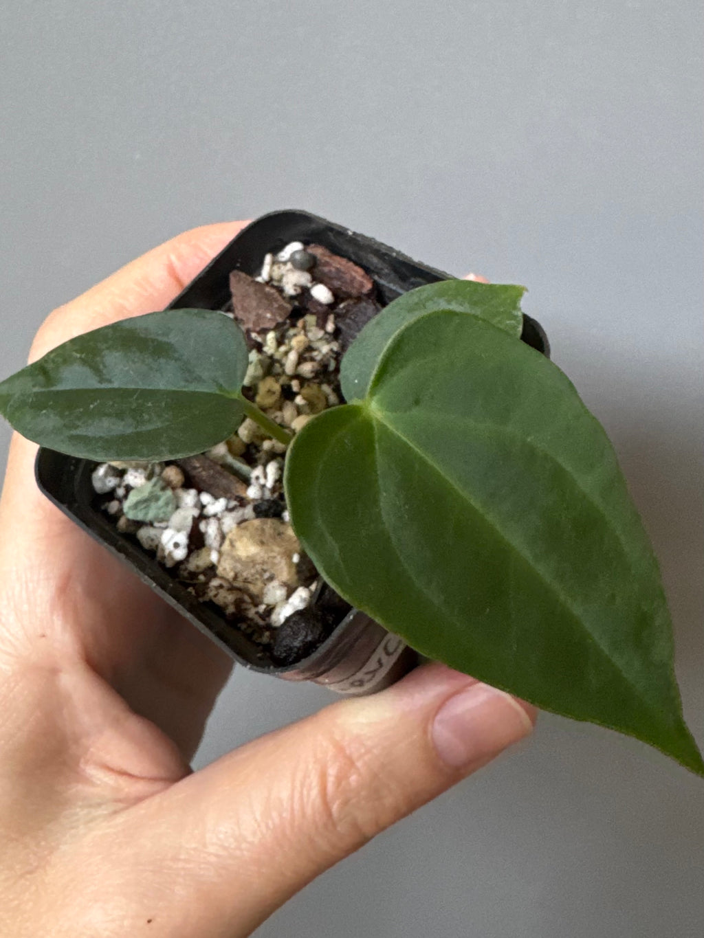 Anthurium (NoID x Papi Indo) x (DH x RVC)