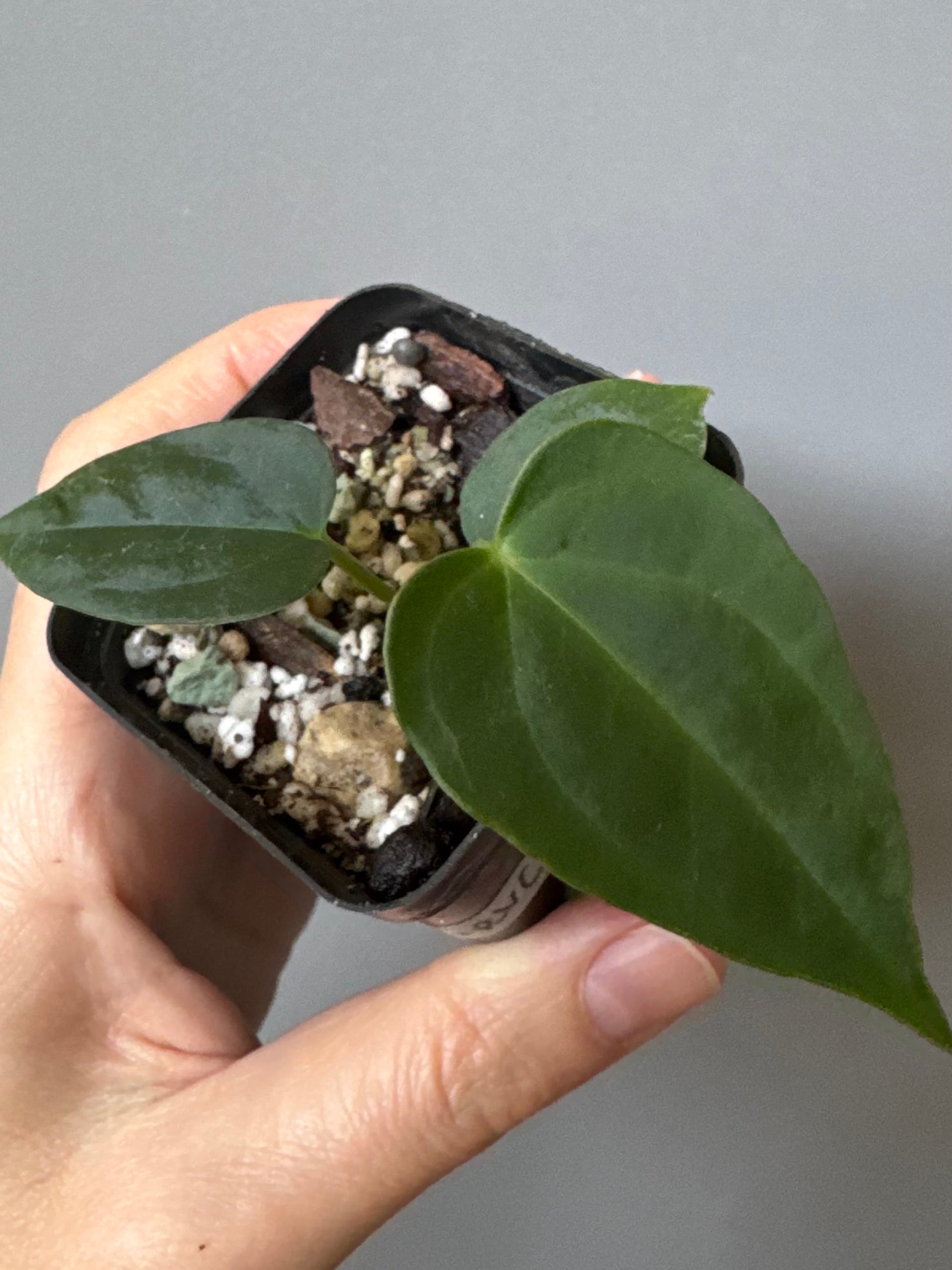 Anthurium (NoID x Papi Indo) x (DH x RVC)