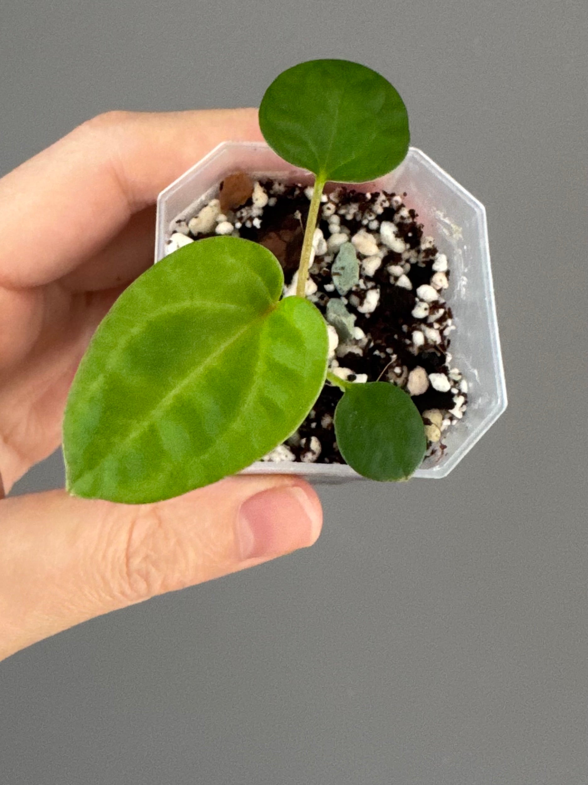 Anthurium NSE Carlablackiae x kunayalense (clone #1)