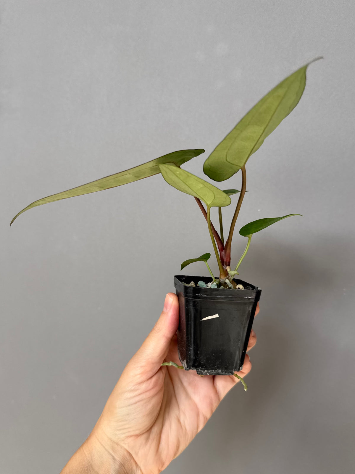 Anthurium (NSE Red Crystallinum x Carla) x RVDP