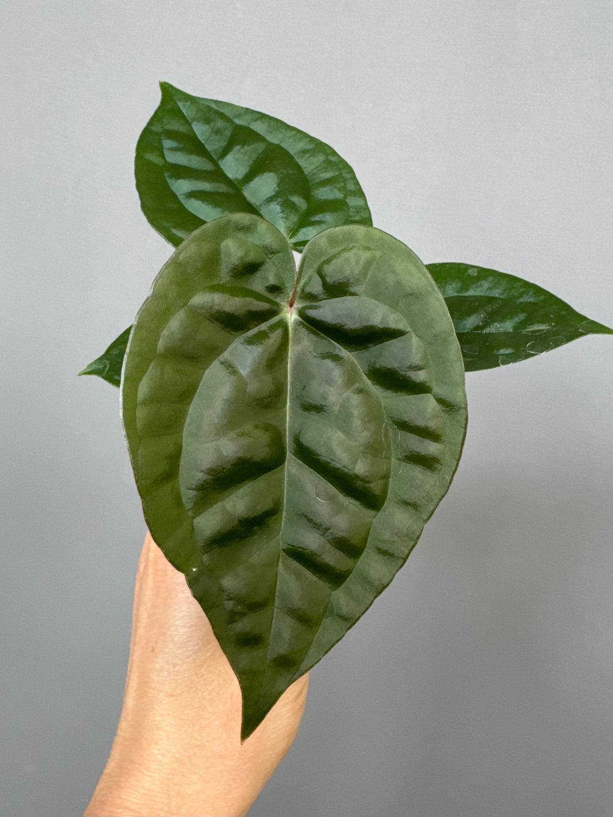 Anthurium ZxM x luxurians