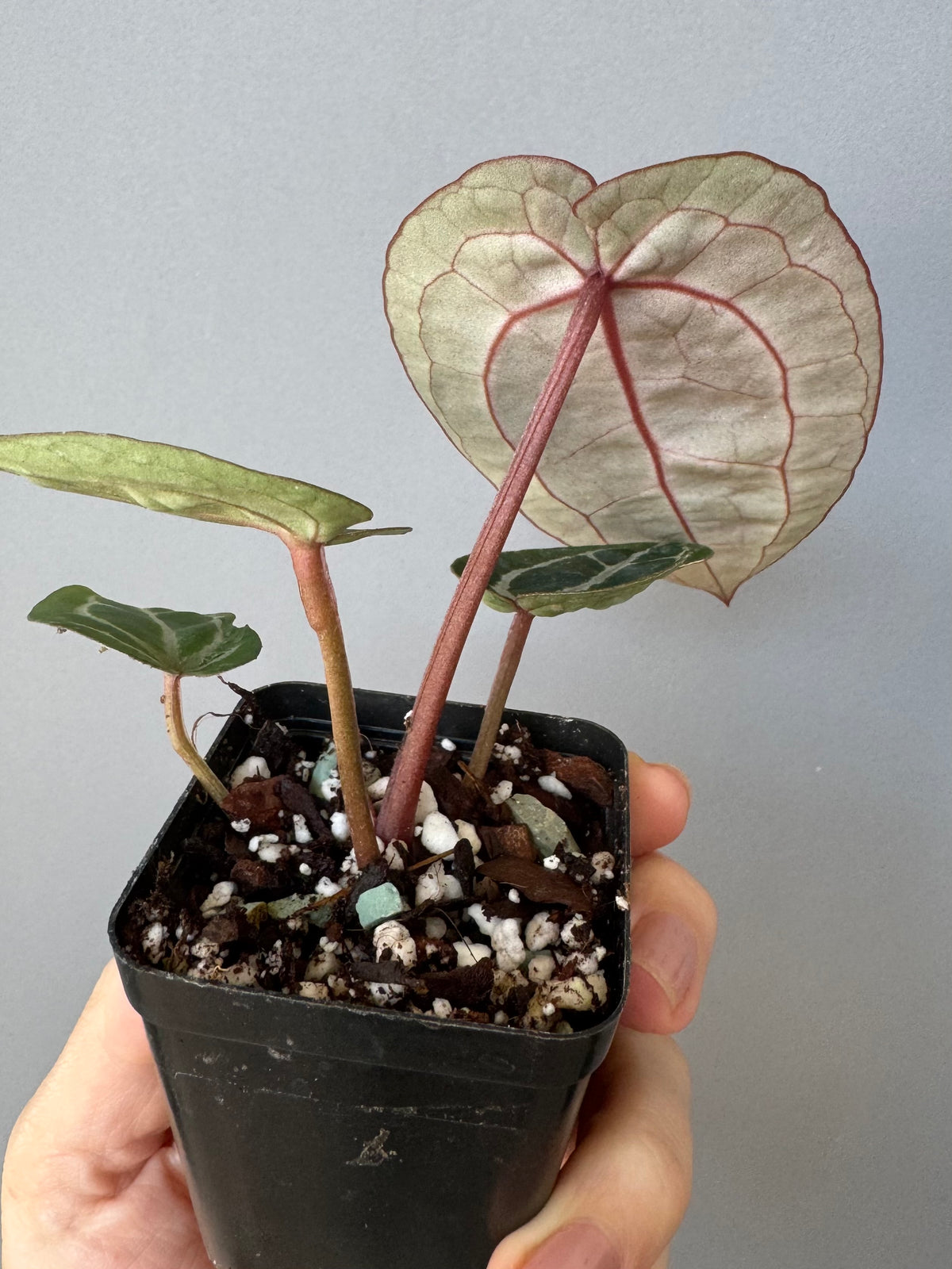 Anthurium ZxM x Michelle