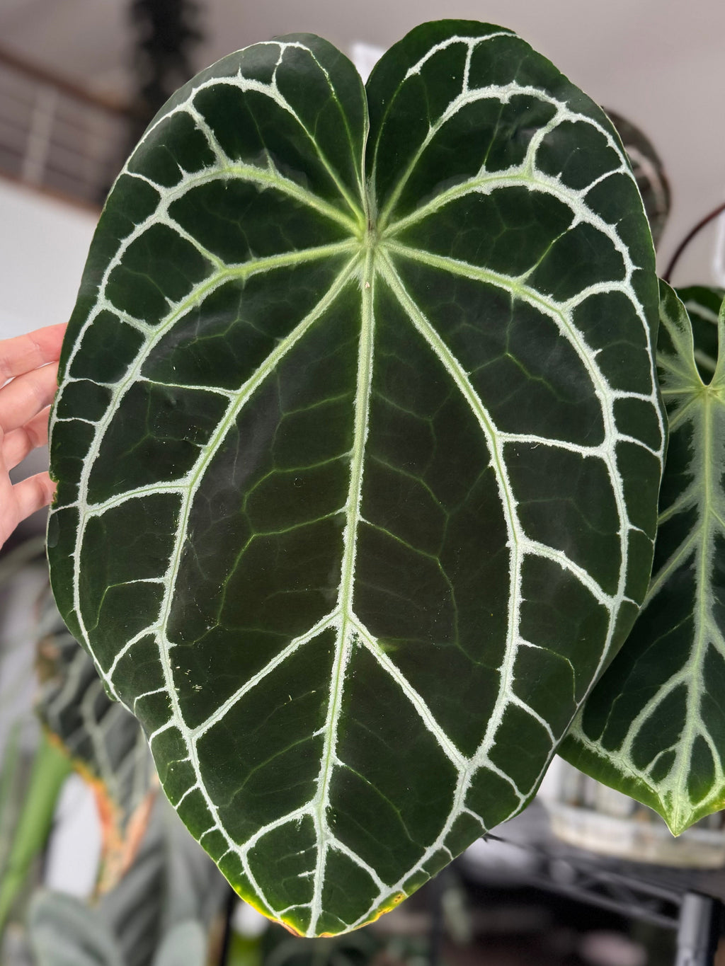 *Birthday SPECIAL* Anthurium Red Crystallinum Hybrid Set