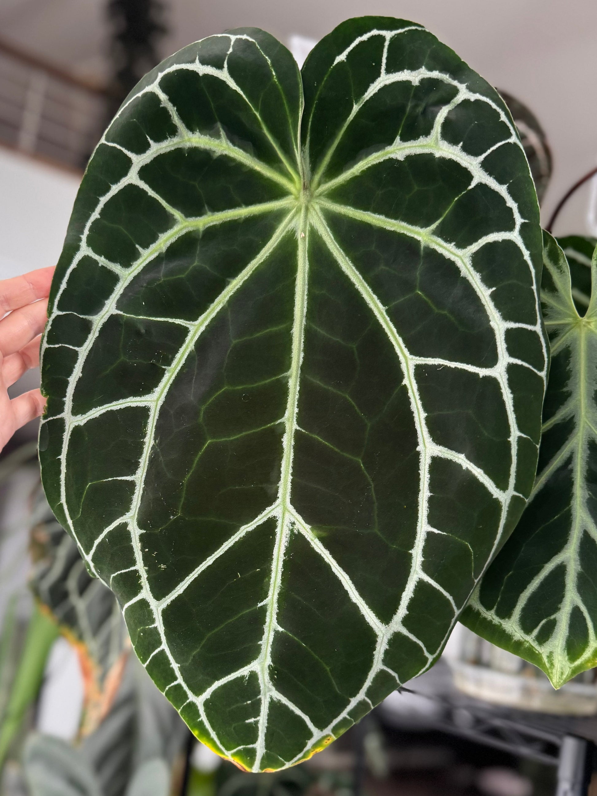 *Birthday SPECIAL* Anthurium Red Crystallinum Hybrid Set