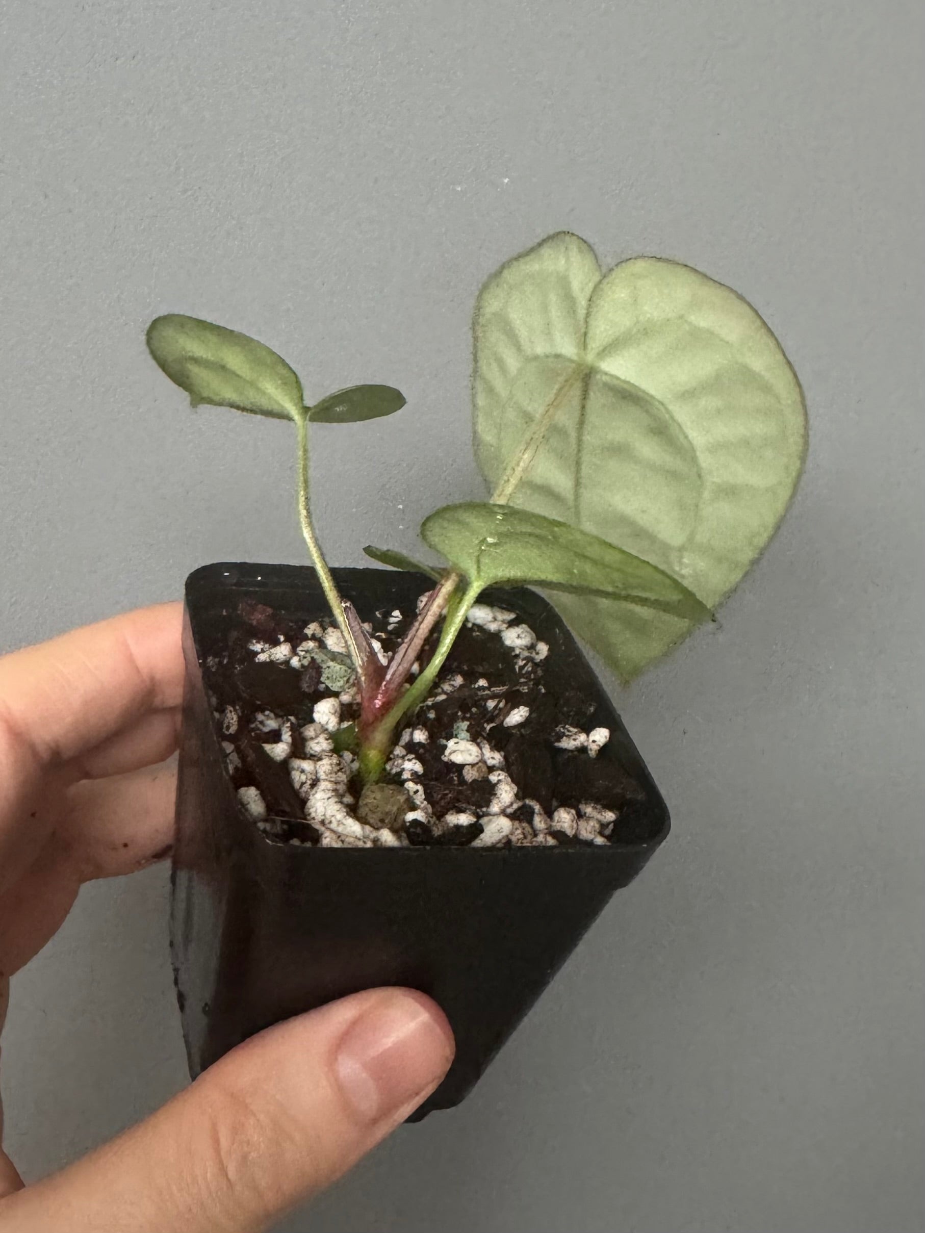 Anthurium NoID x (AOS x forgetii)