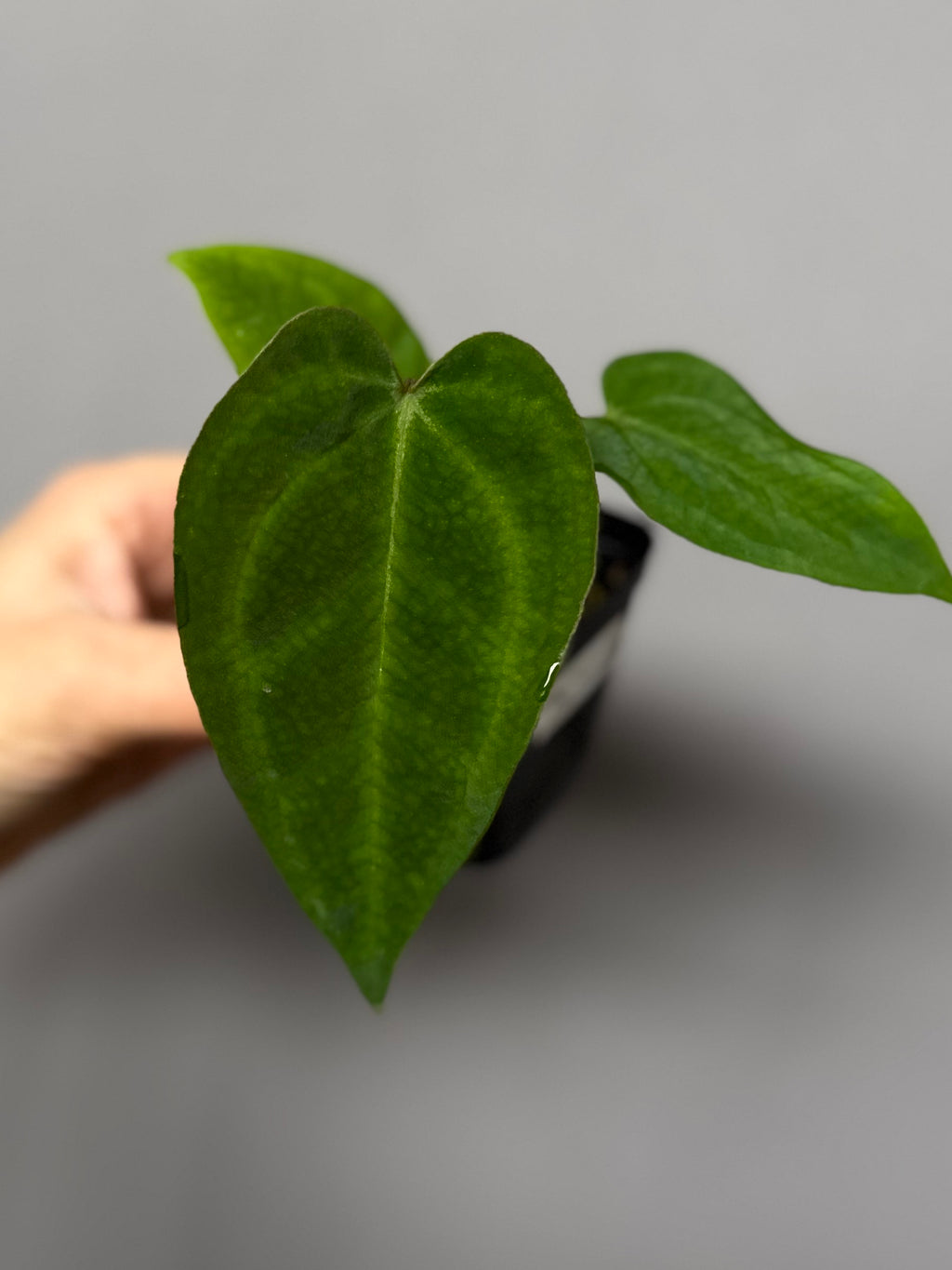 Anthurium papillilaminum x M - Plant A
