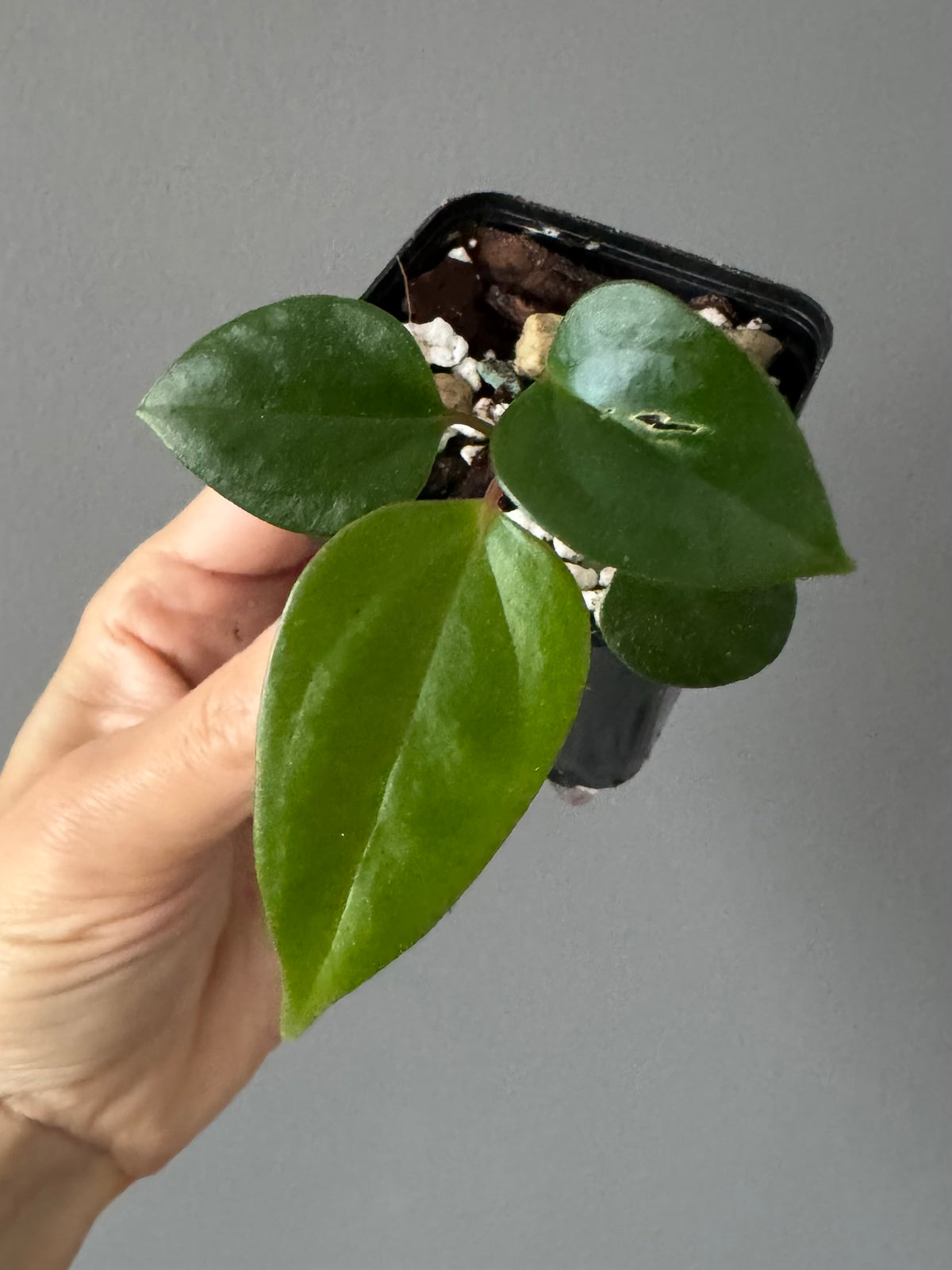 Anthurium Subsignatum x RVDP