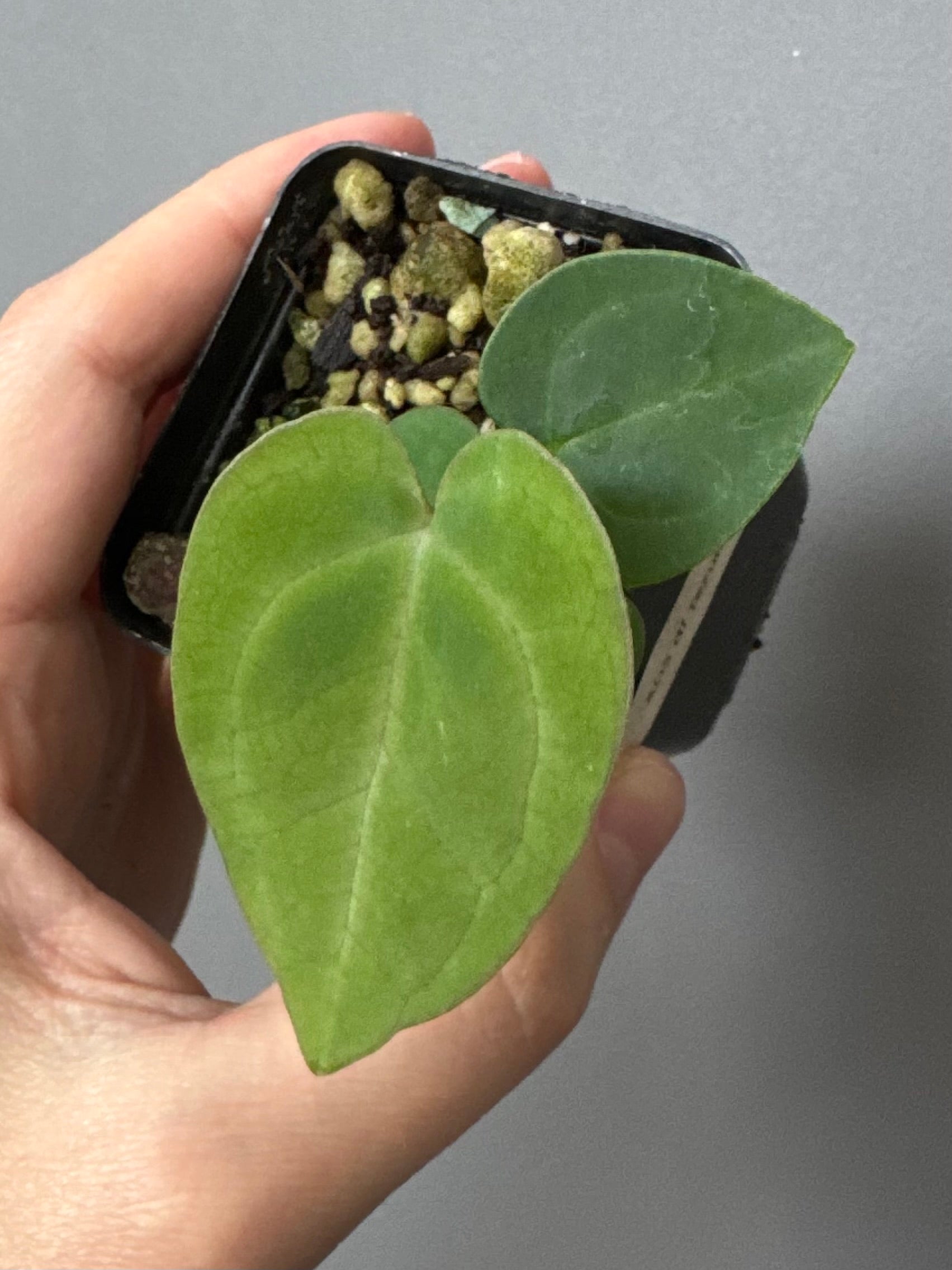 Anthurium AOS df Tezula x Carlablackiae