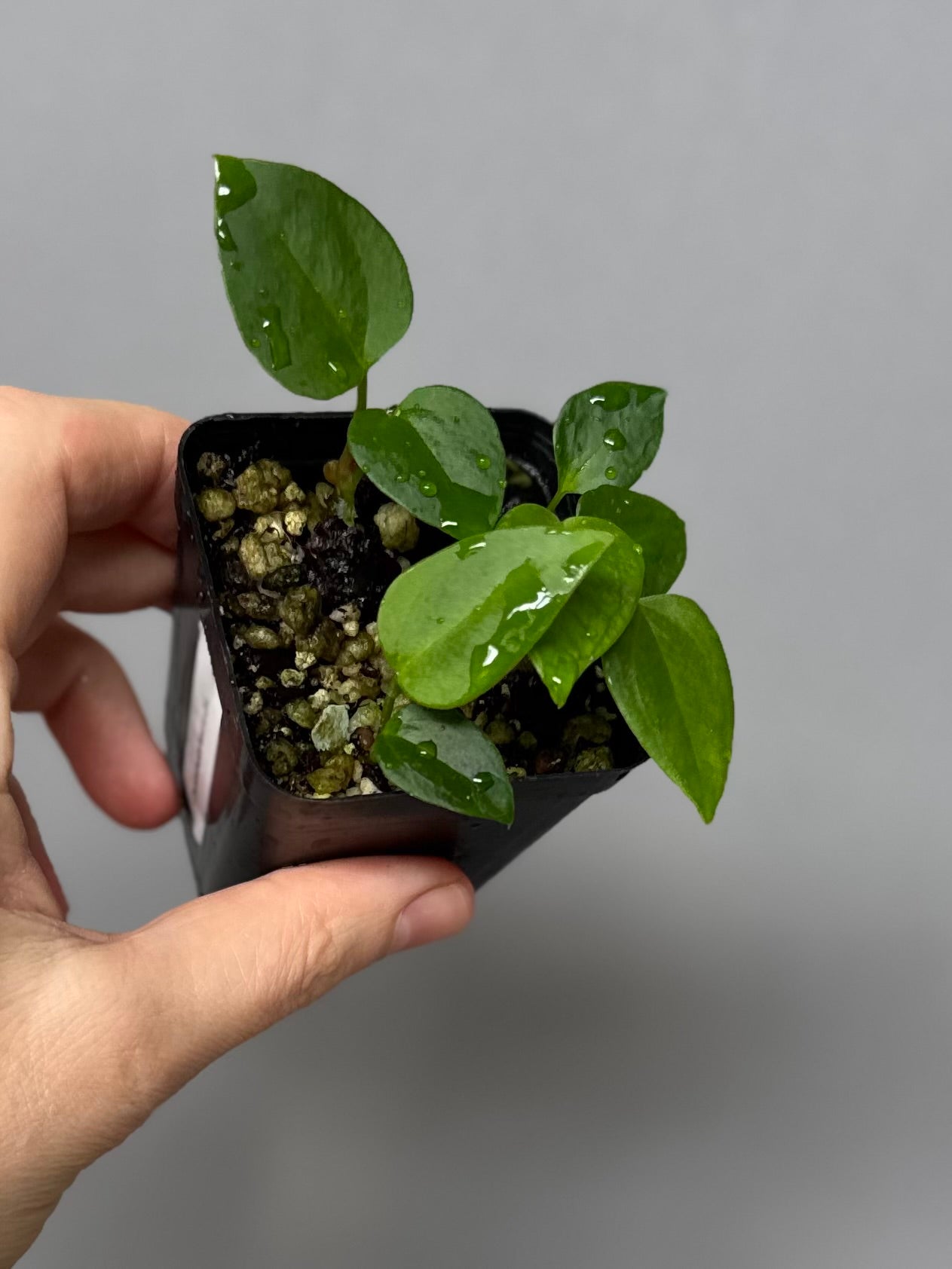 Anthurium (CrystallimumX x Indo portillae) x (D&H x RVC) - Seedlinge mit zwei Blättern
