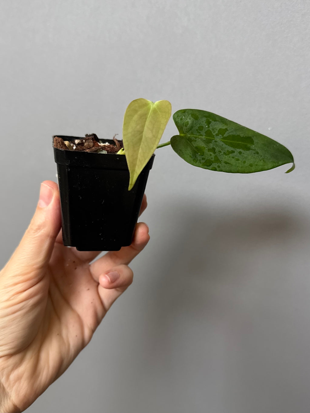 Anthurium CrystallinumX x Indo Portillae